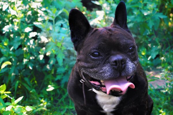 Hund auf Hintergrund Laub Natur Tiere