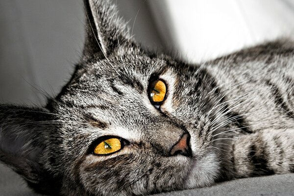 Katze mit leuchtend orangefarbenen Augen