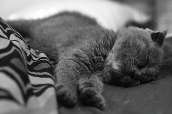 Scottish fold se baña en la cama