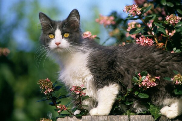 A gray and white fluffy kitten is standing on the fence