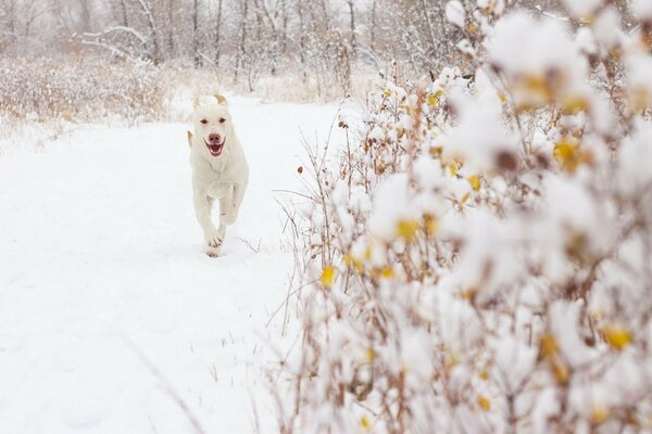 Ein großer weißer Hund läuft durch einen verschneiten Wald