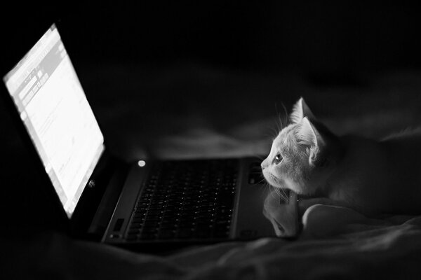 The cat looks at the laptop