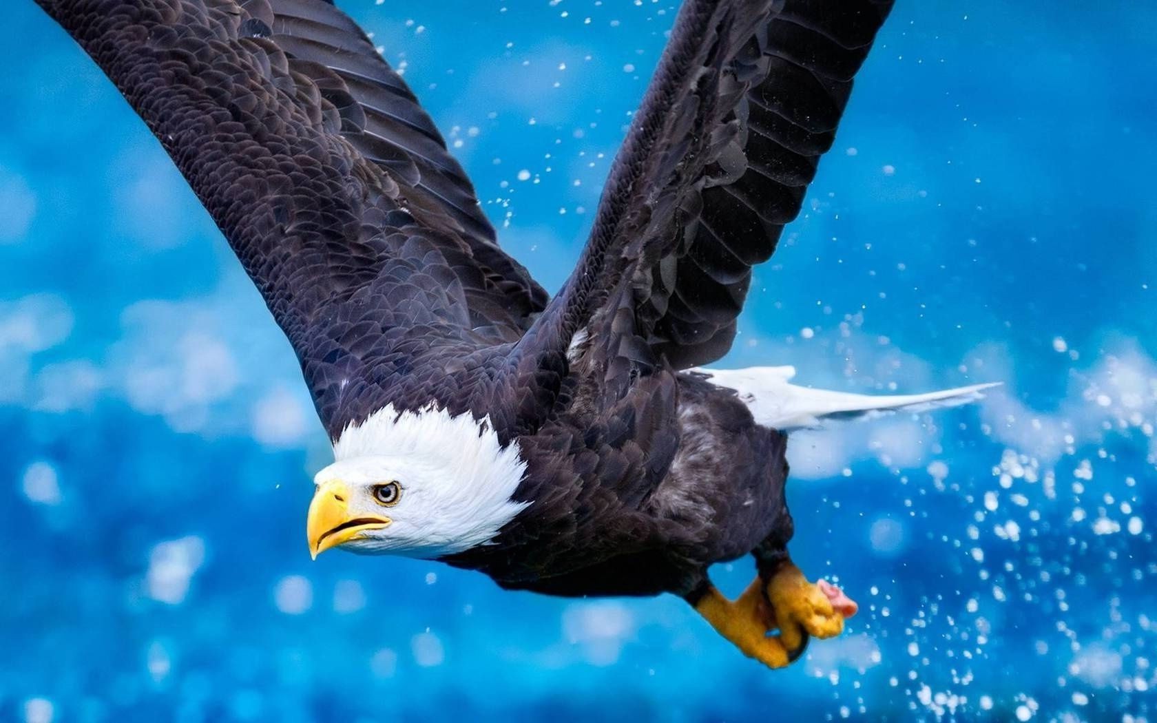 tiere tierwelt vogel natur schwimmen fische wasser unterwasser tier meer im freien