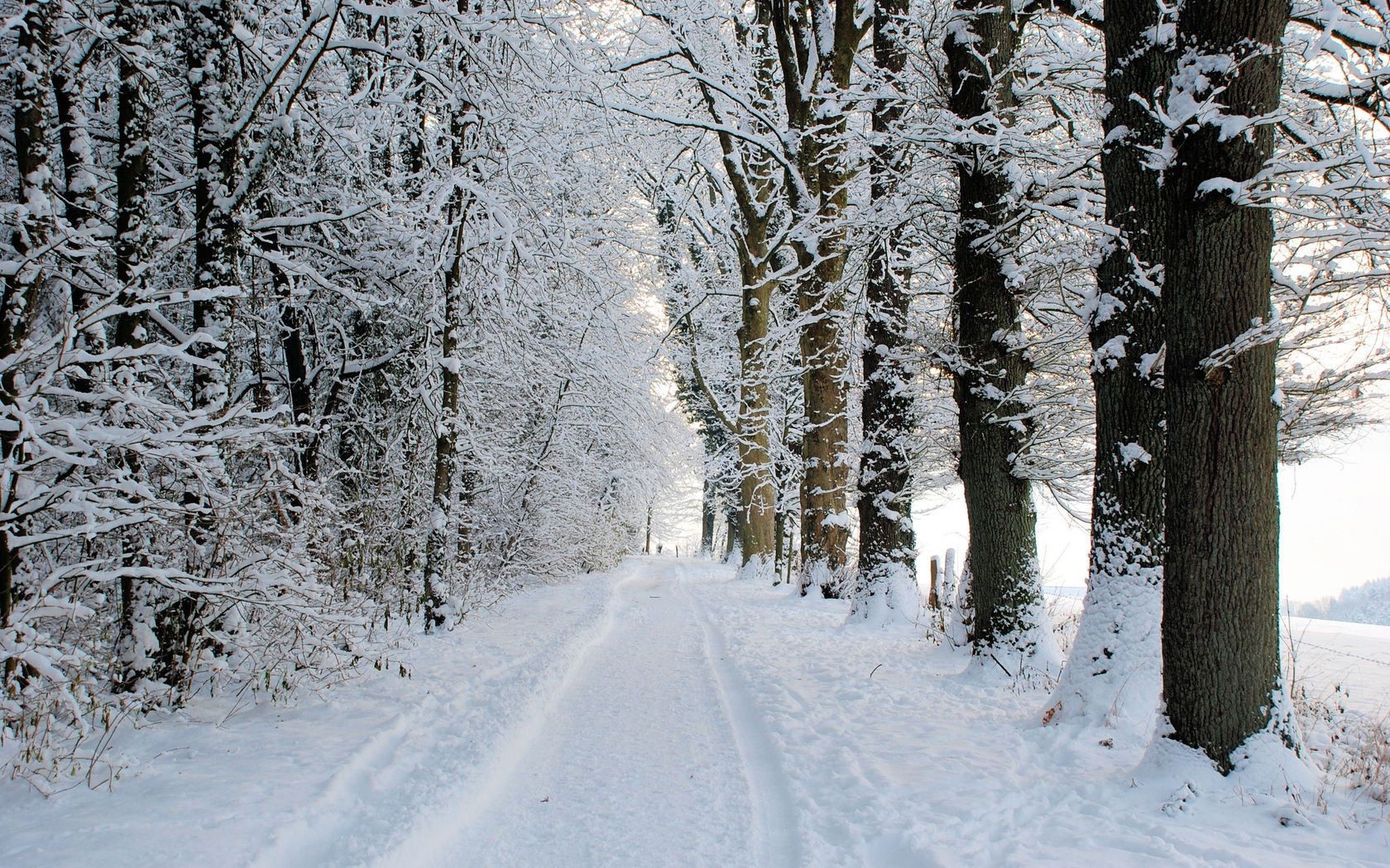 hiver neige gel bois froid arbre saison congelé météo glace paysage neigeux scénique ruelle givré nature scène branche neige-blanc