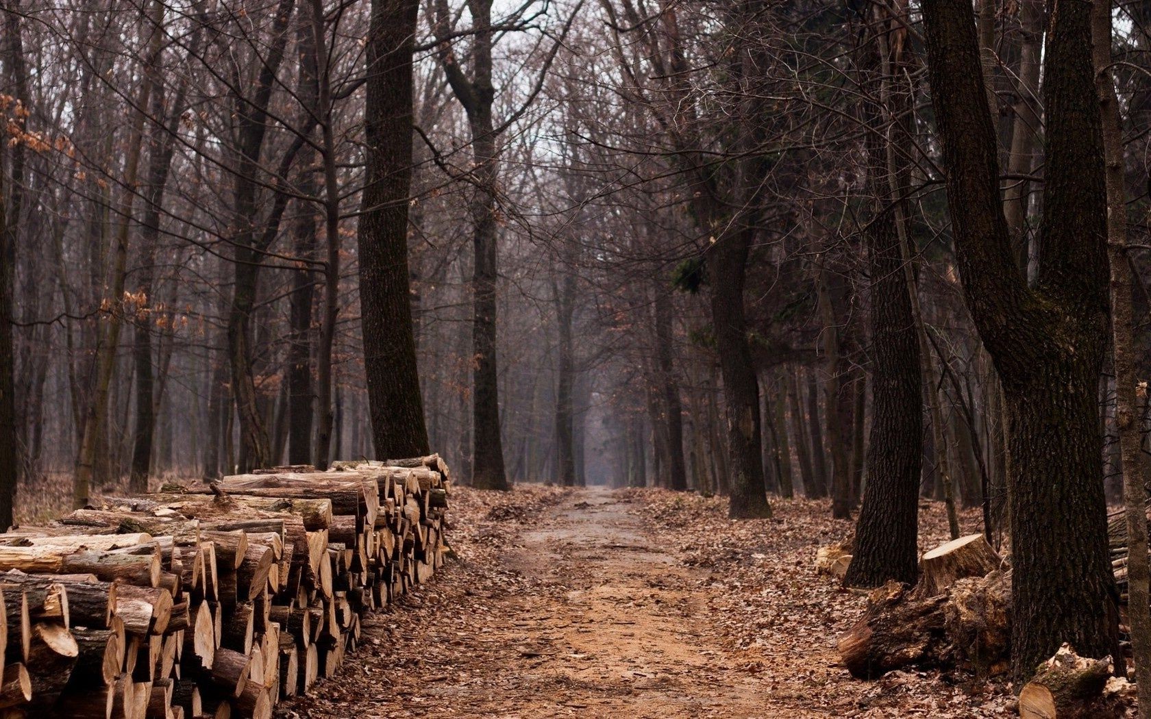 alberi albero legno tronco natura all aperto paesaggio inverno ambiente parco log silvicoltura corteccia pino