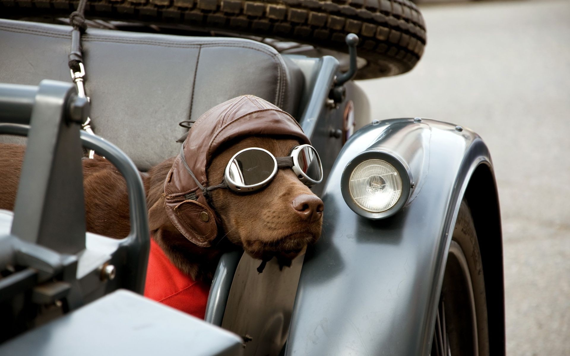 chiens voiture véhicule système de transport roues vélo