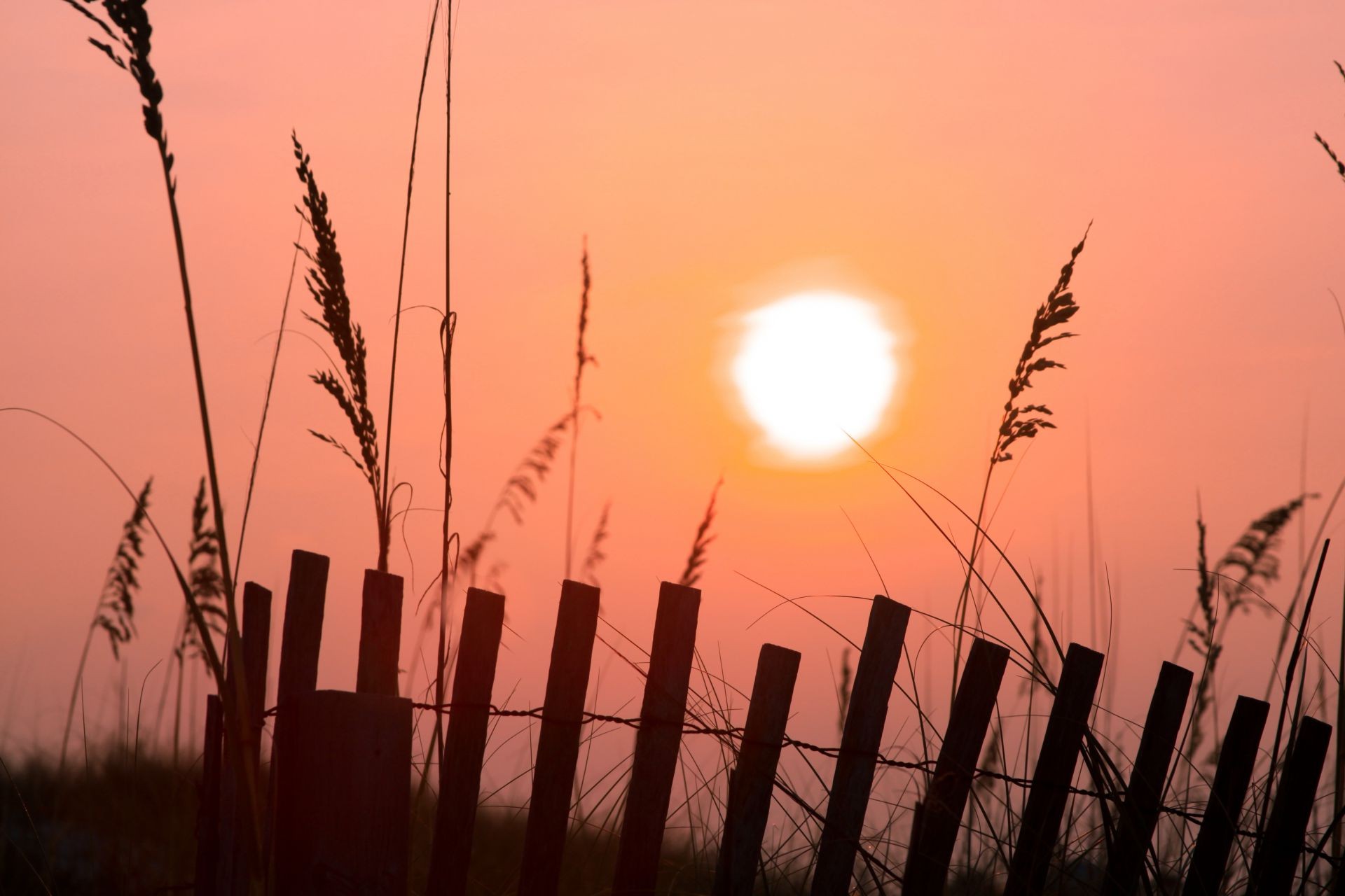 zachód słońca i świt zachód słońca słońce świt niebo sylwetka krajobraz wieczorem światło natura gospodarstwo pole wzrost zmierzch lato na zewnątrz wiejskie płatki podświetlane