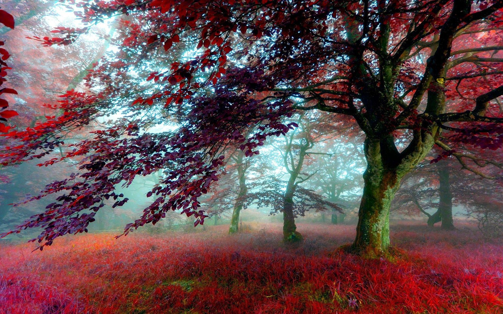 bäume baum herbst landschaft blatt natur saison park nebel holz zweig dämmerung ahorn hell farbe landschaftlich nebel landschaft im freien sonne