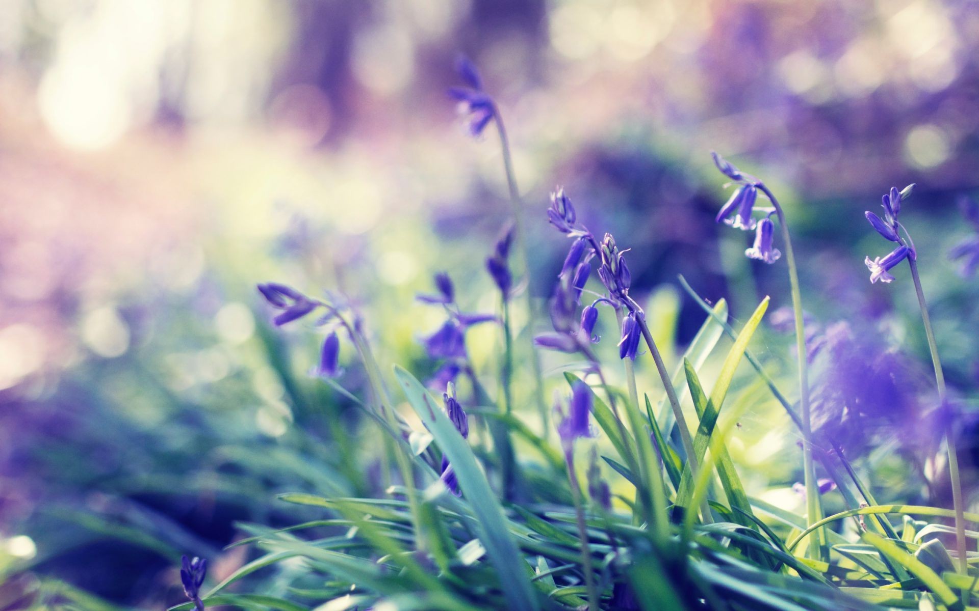 flowers nature flower flora grass summer garden field hayfield leaf close-up outdoors floral season fair weather bright growth color blooming violet