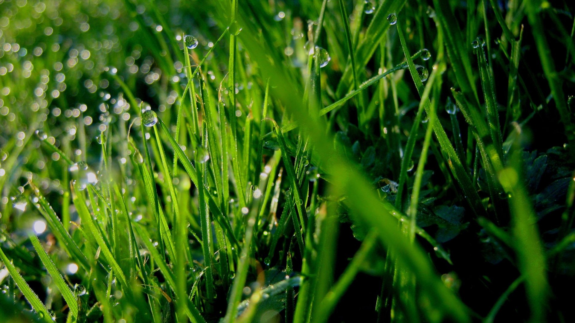 gouttelettes d eau herbe rosée pelouse flore croissance feuille foin nature pluie jardin chute champ luxuriante lame été aube mercredi fraîcheur gouttes