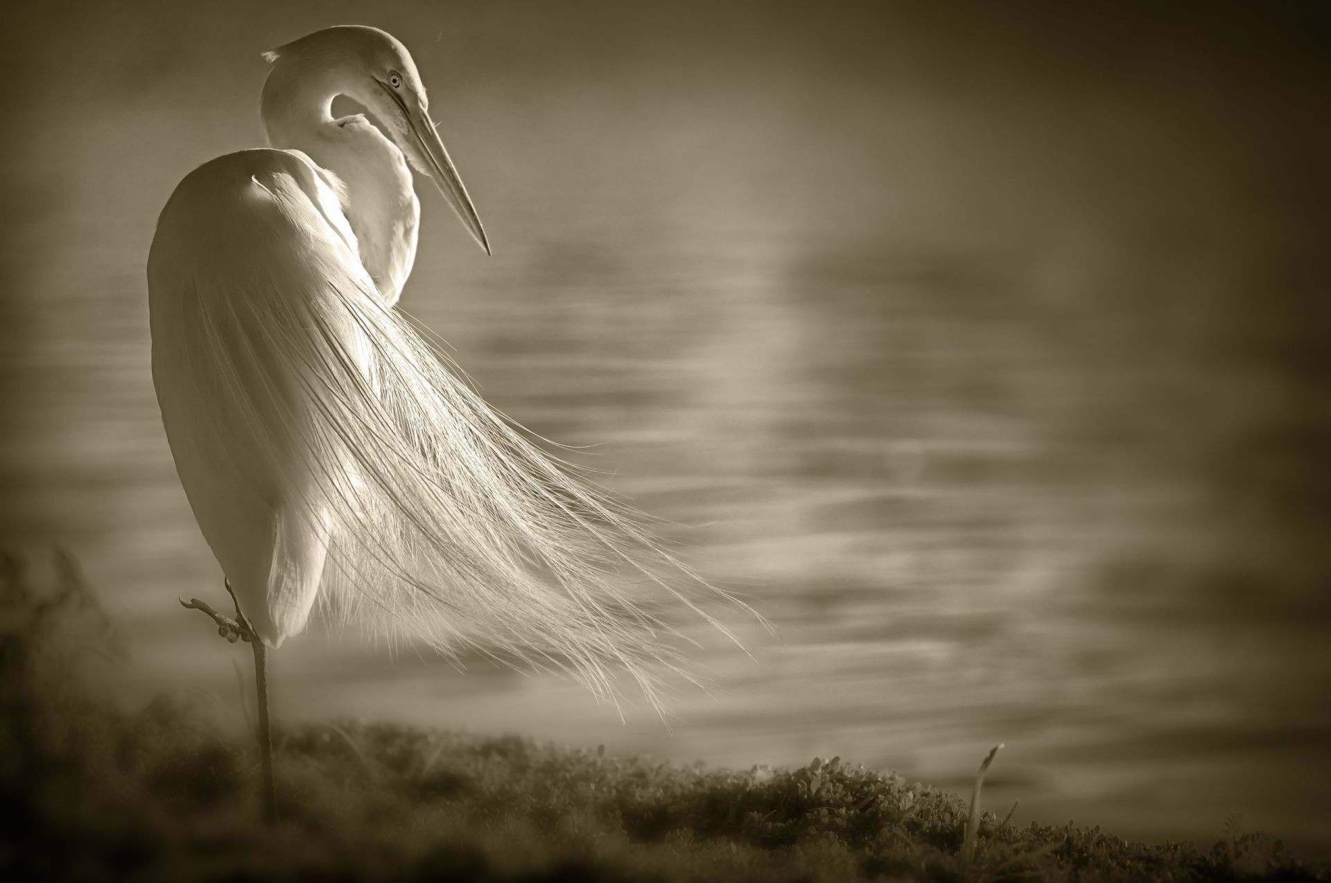 animals monochrome black and white nature sunset bird dawn sky sun lake landscape mono water sepia portrait light beach silhouette dof