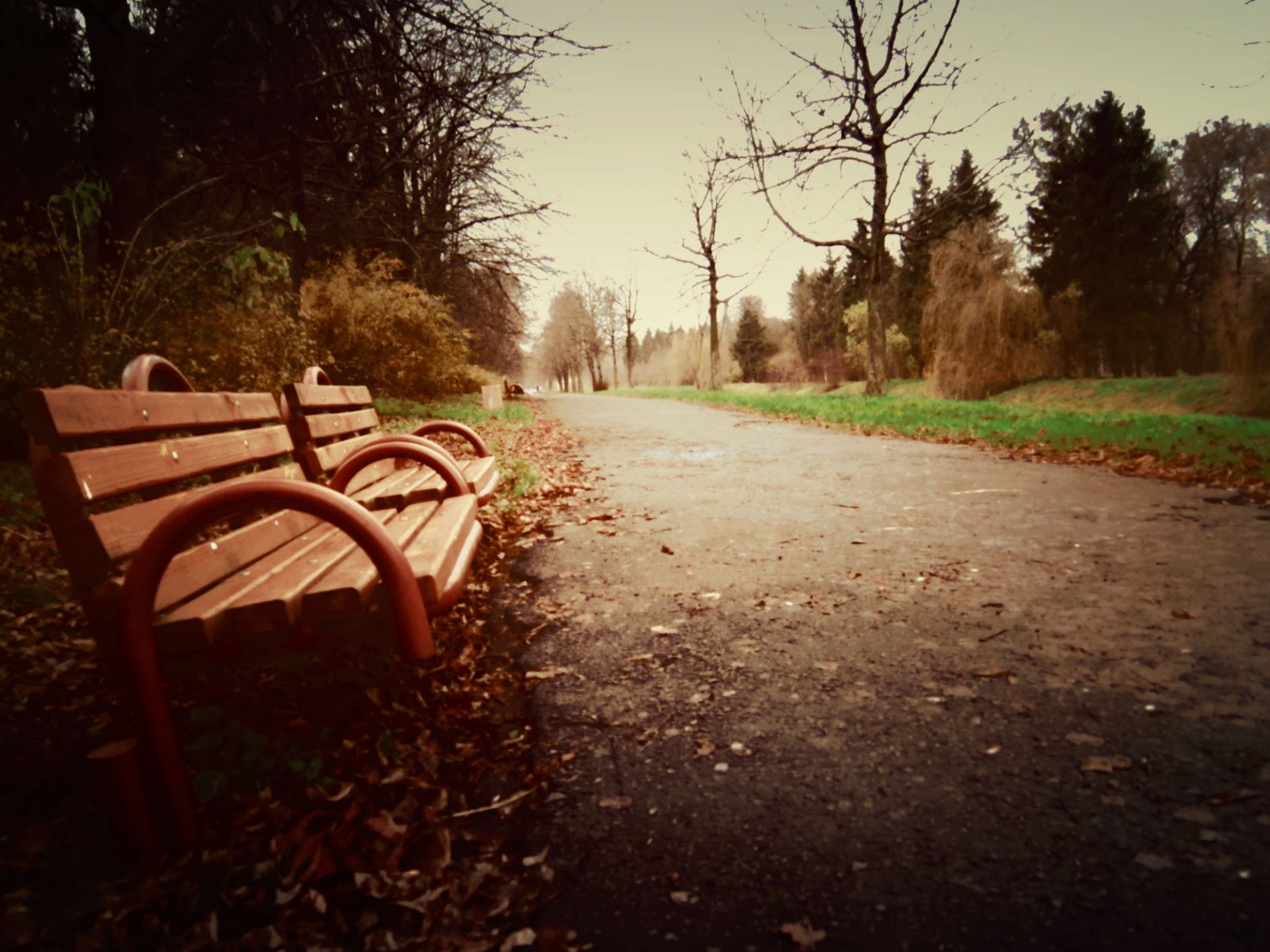 parks road landscape wood tree dawn nature fall grass bench light sunset outdoors park guidance fog leaf