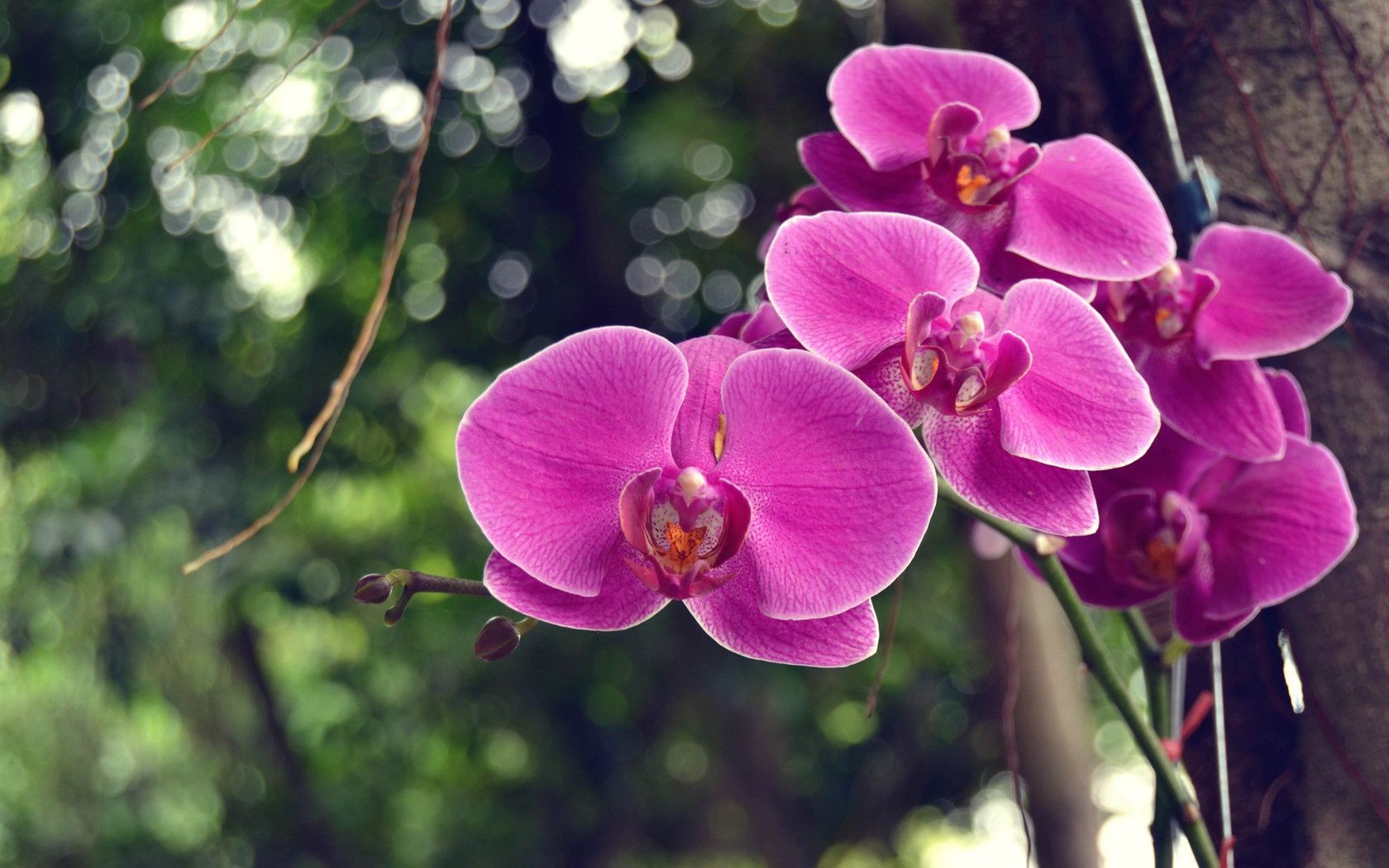 çiçekler çiçek doğa tropikal flora şube egzotik bahçe yaprak çiçek açan çiçek petal renk kabuk botanik güzel parlak