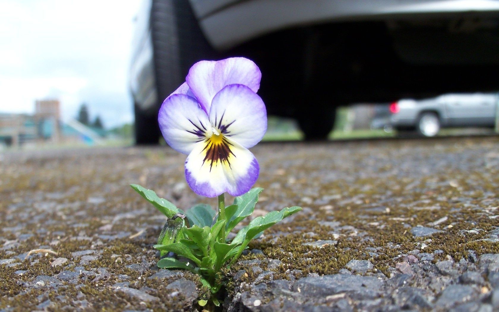 flowers flower nature summer outdoors leaf flora garden violet floral blooming field grass color