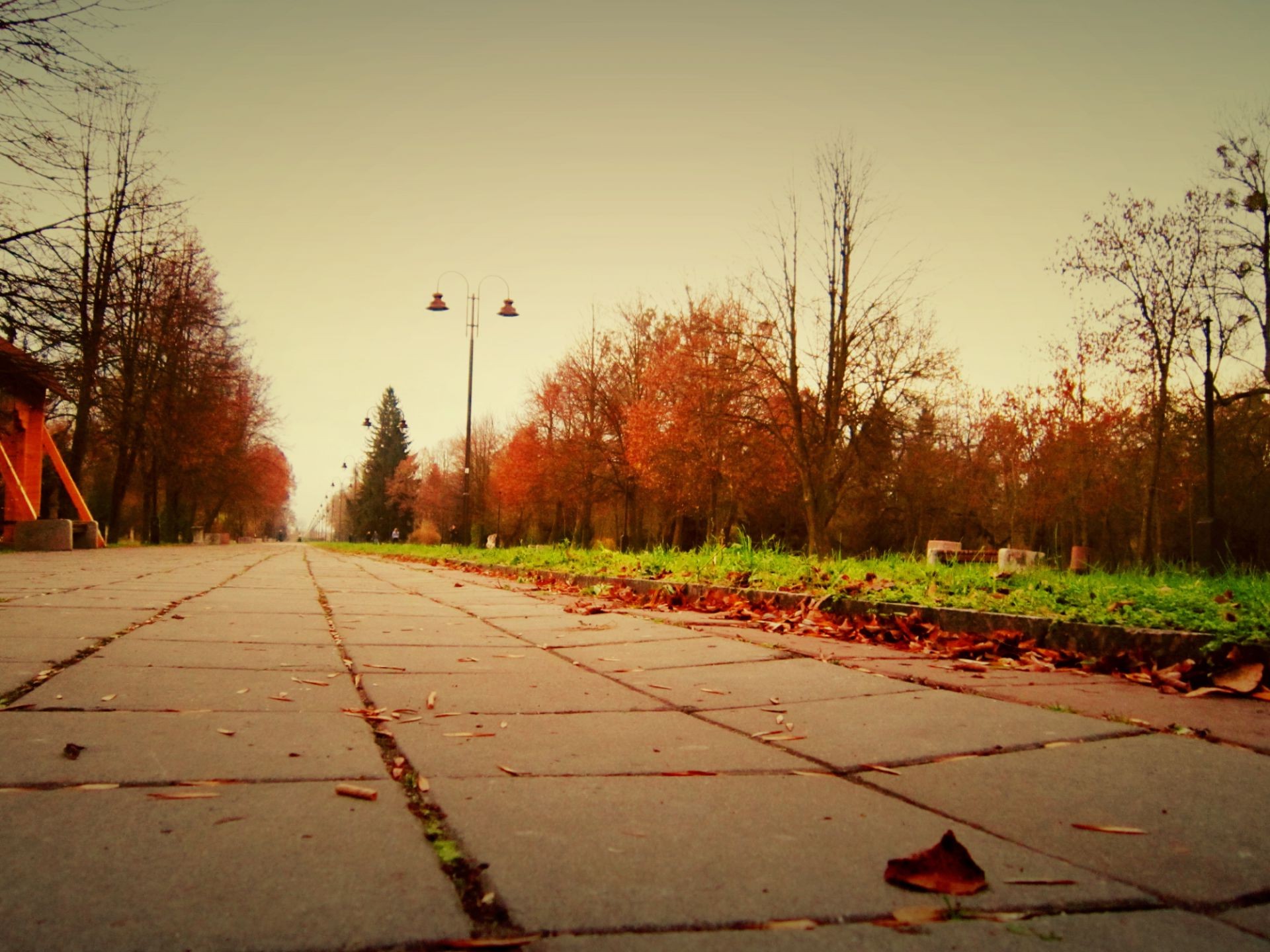 estrada árvore outono rua paisagem pôr do sol guia parque natureza luz ao ar livre amanhecer