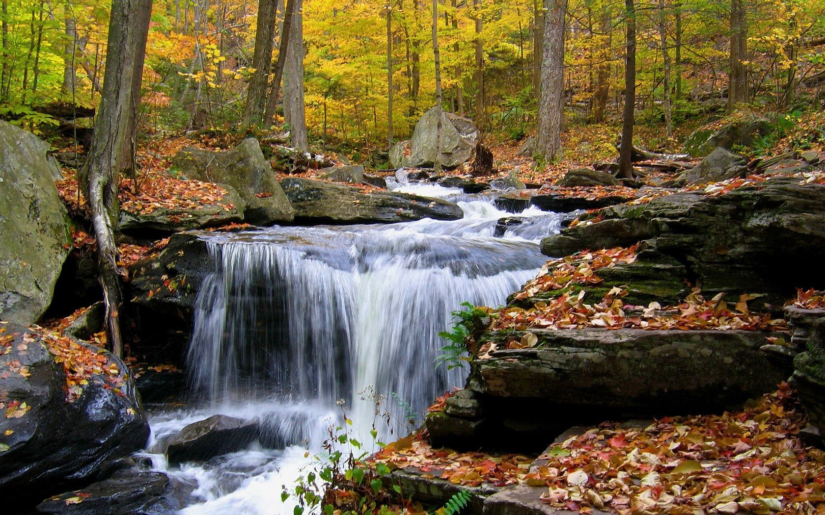 waterfalls fall waterfall stream wood water creek leaf river nature landscape cascade rapids rock tree moss scenic outdoors park scenery