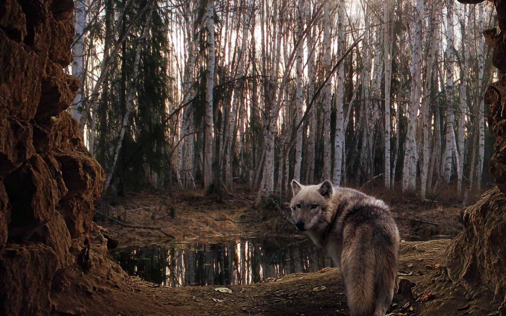 animaux bois bois nature à l extérieur mammifère