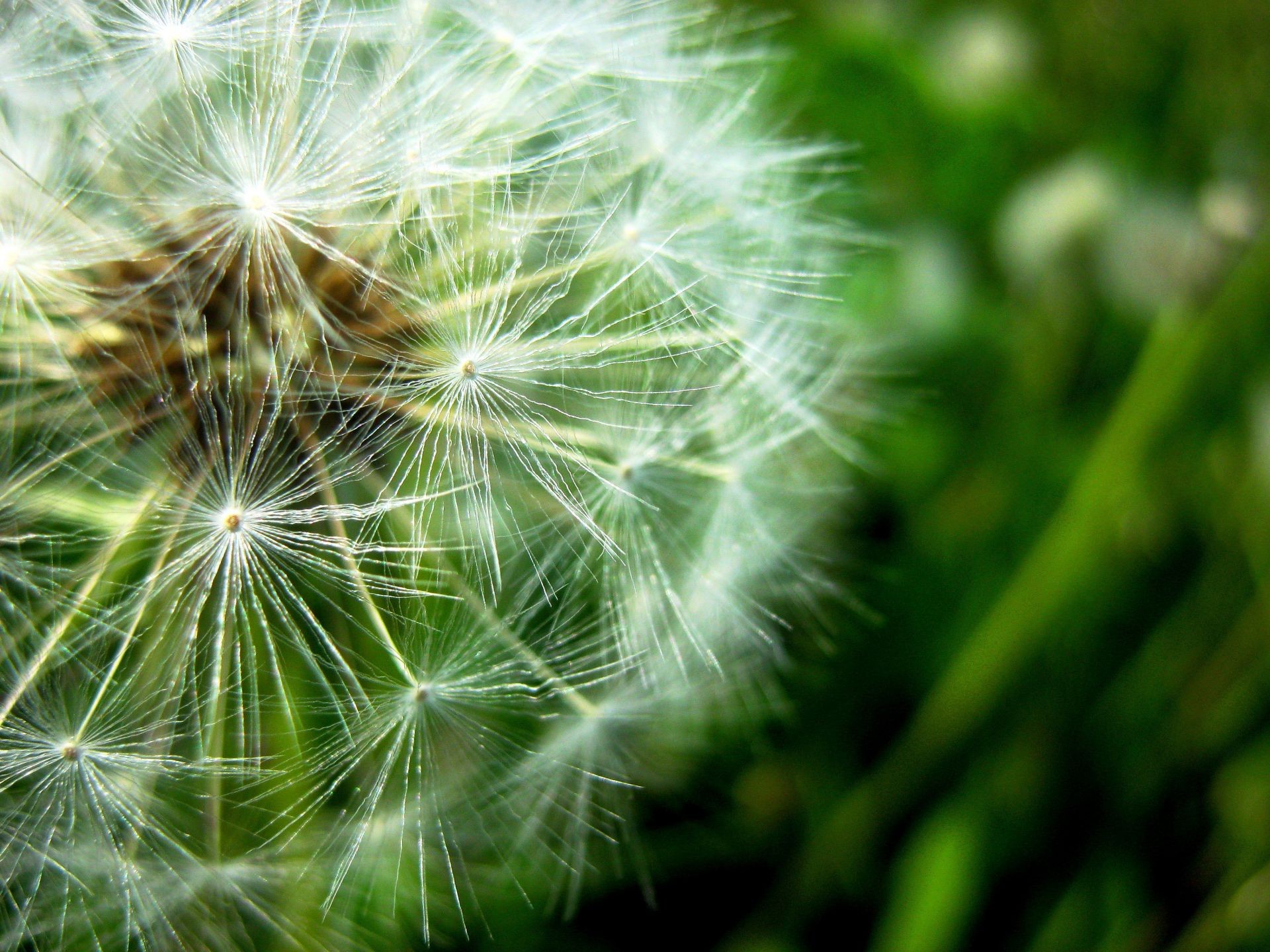 plantes pissenlit graines nature flore été croissance lumineux jardin herbe mauvaises herbes gros plan vers le bas délicat fleur couleur environnement belle lumière feuille