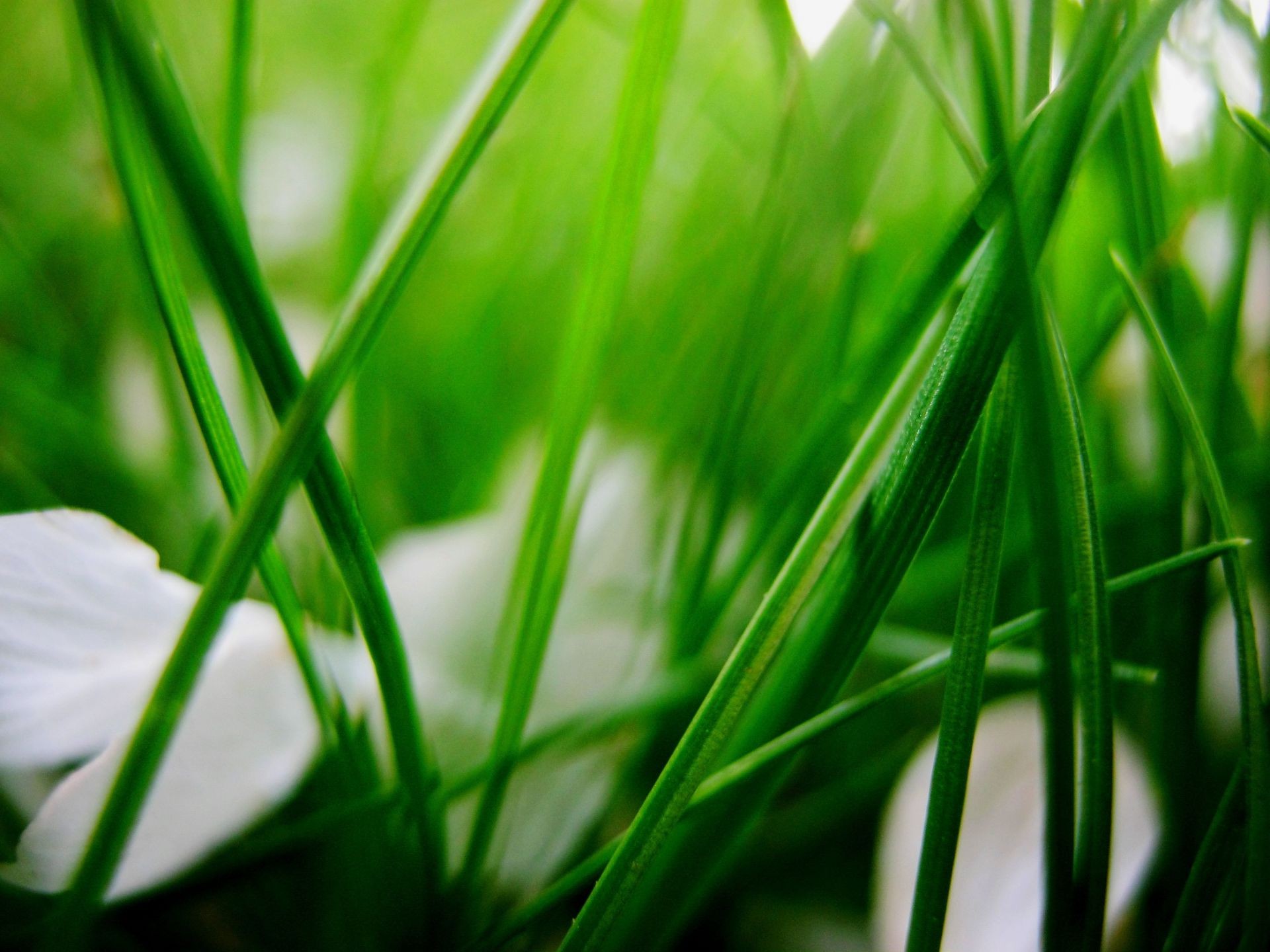 primavera erba foglia crescita natura flora giardino prato estate rugiada fieno lussureggiante bel tempo ambiente campo ecologia alba sole pioggia luminoso