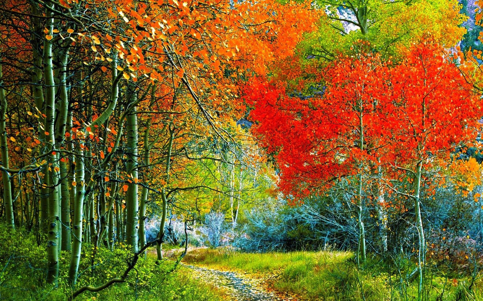 trees fall leaf tree nature landscape season park wood bright maple branch outdoors countryside scenery color scenic fair weather rural flora