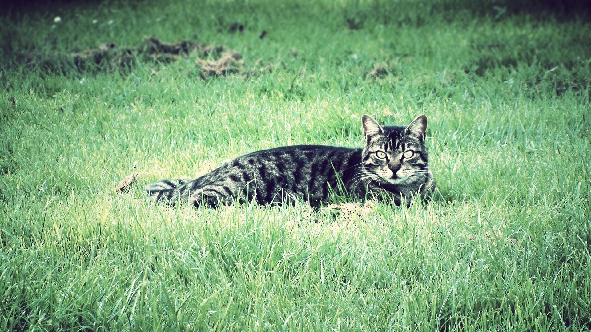 chat chat animal mammifère la faune herbe nature fourrure sauvage mangeur de viande prédateur mignon chasseur tête portrait à l extérieur