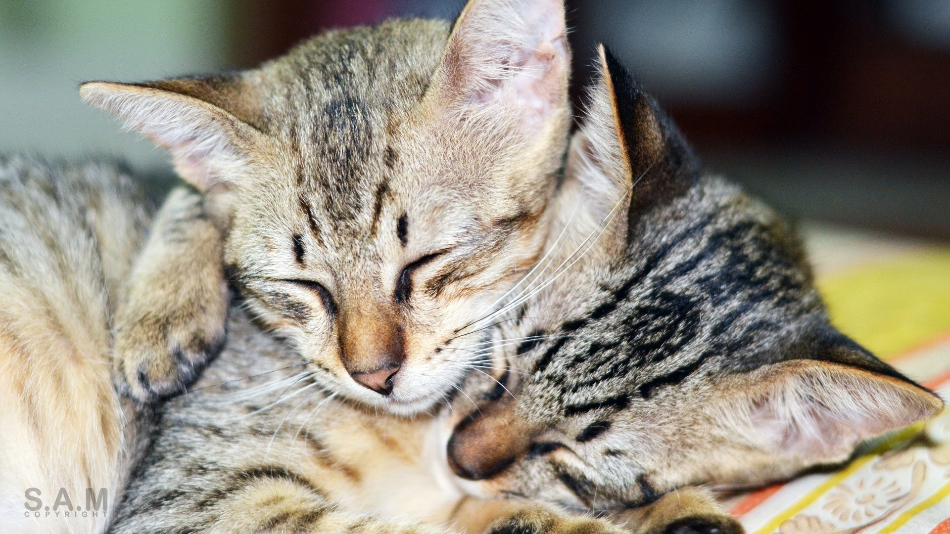 katze tier katze fell niedlich säugetier haustier porträt inländische junge auge ansicht natur wenig kätzchen sitzen liebenswert flaumig haar streifen tabby