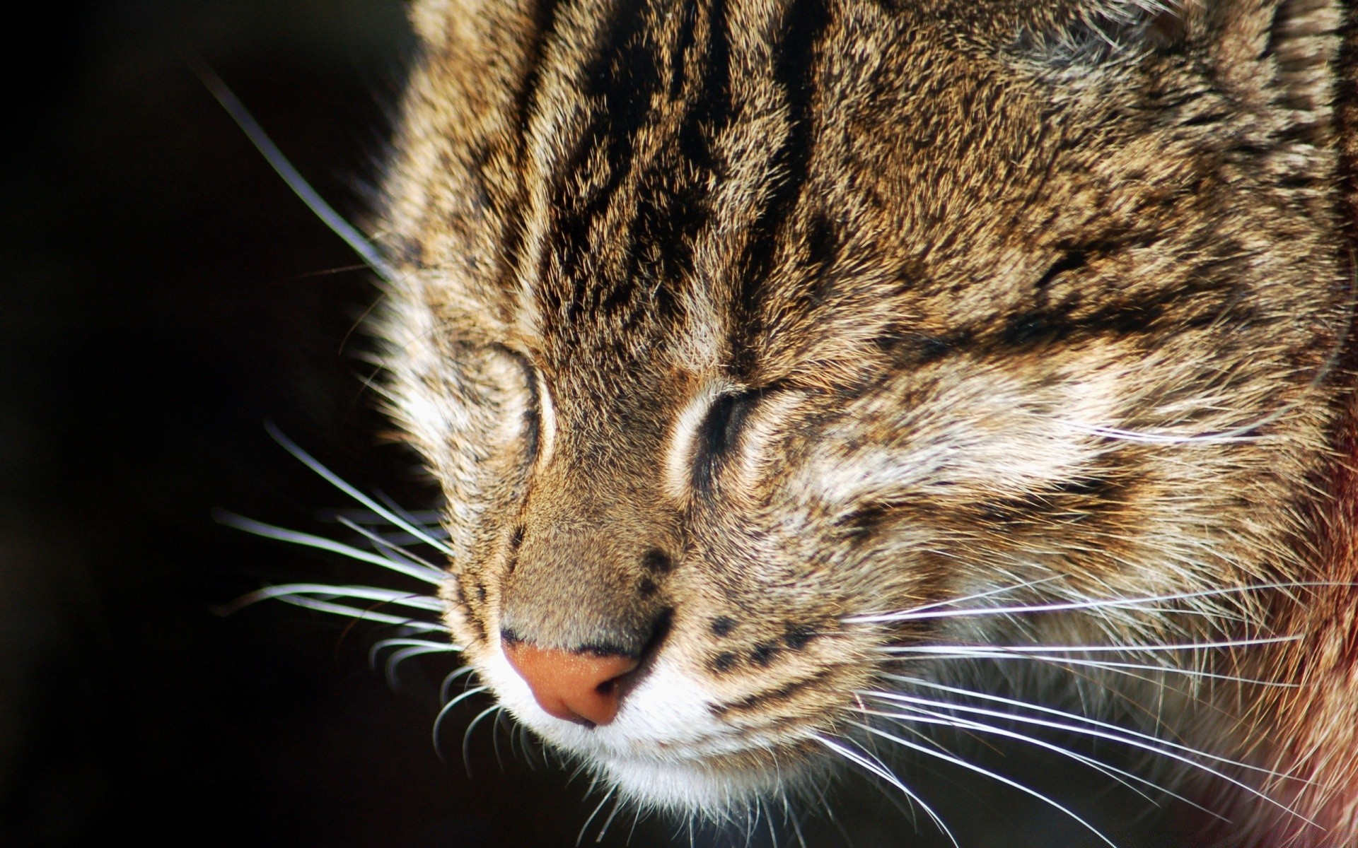 chat chat mammifère fourrure animal mignon oeil faune animal de compagnie portrait moustache bande aperçu prédateur chaton cheveux