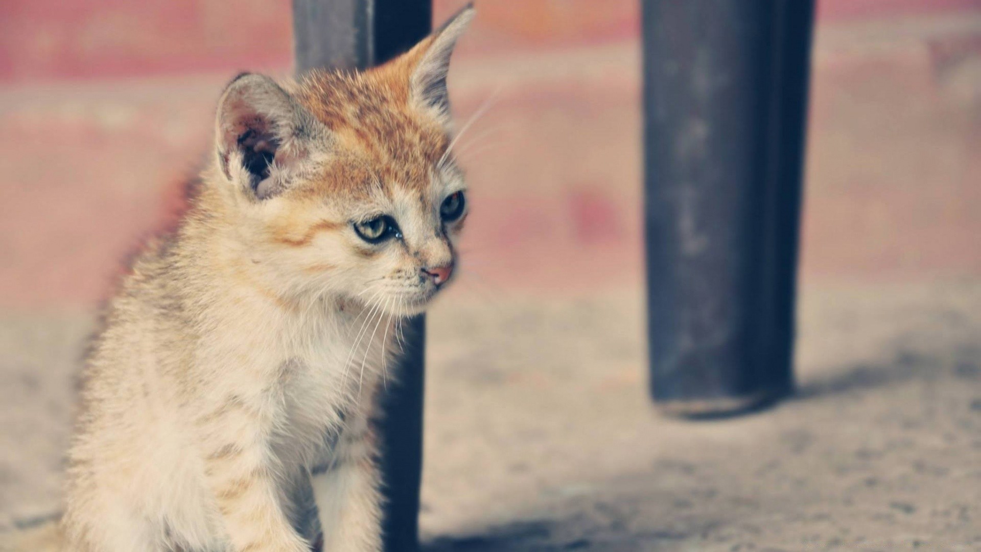 gatos gato lindo mamífero animal retrato pequeño naturaleza ojo