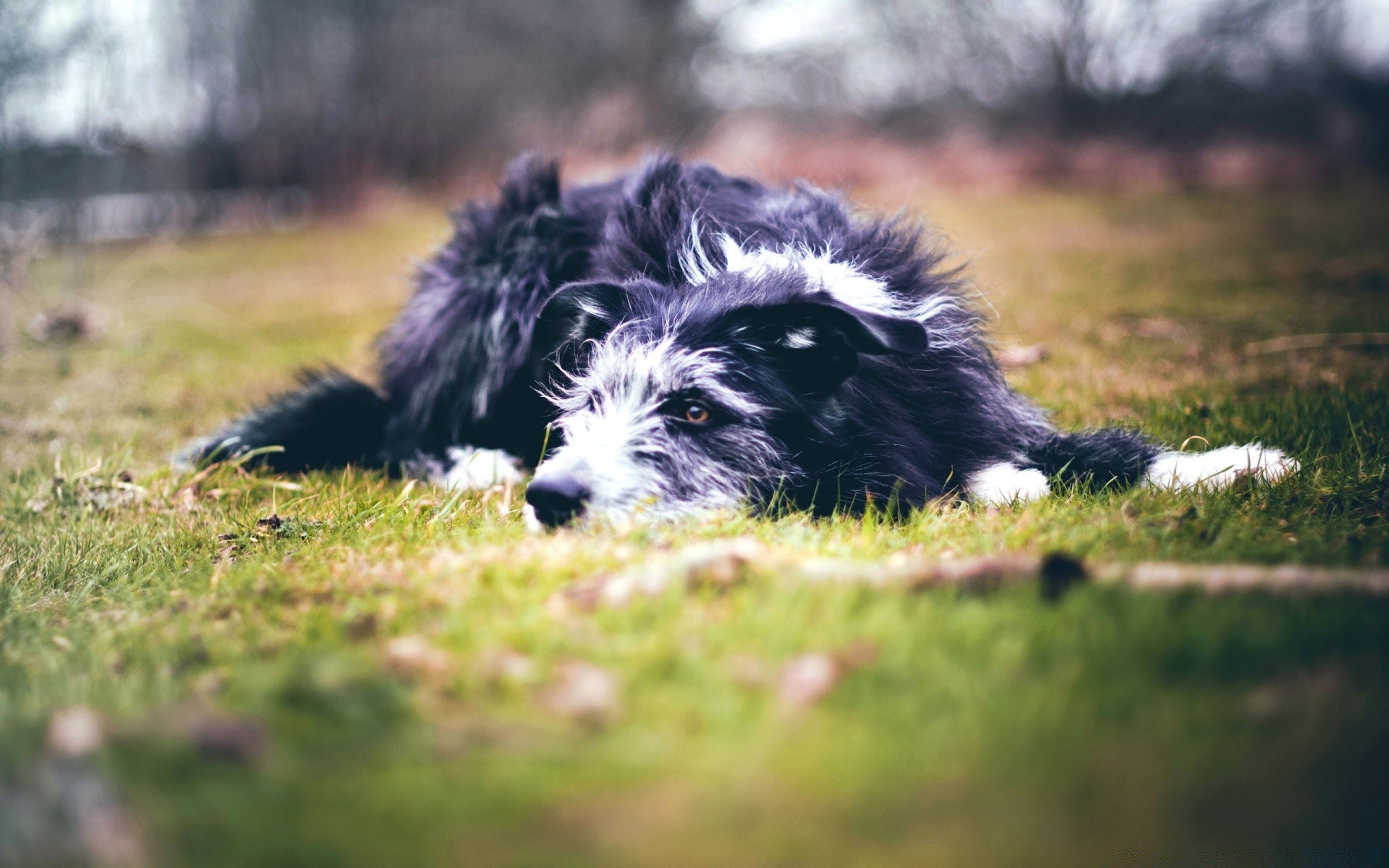 hunde gras hund tier natur säugetier niedlich im freien haustier fell hundespezialist welpe porträt