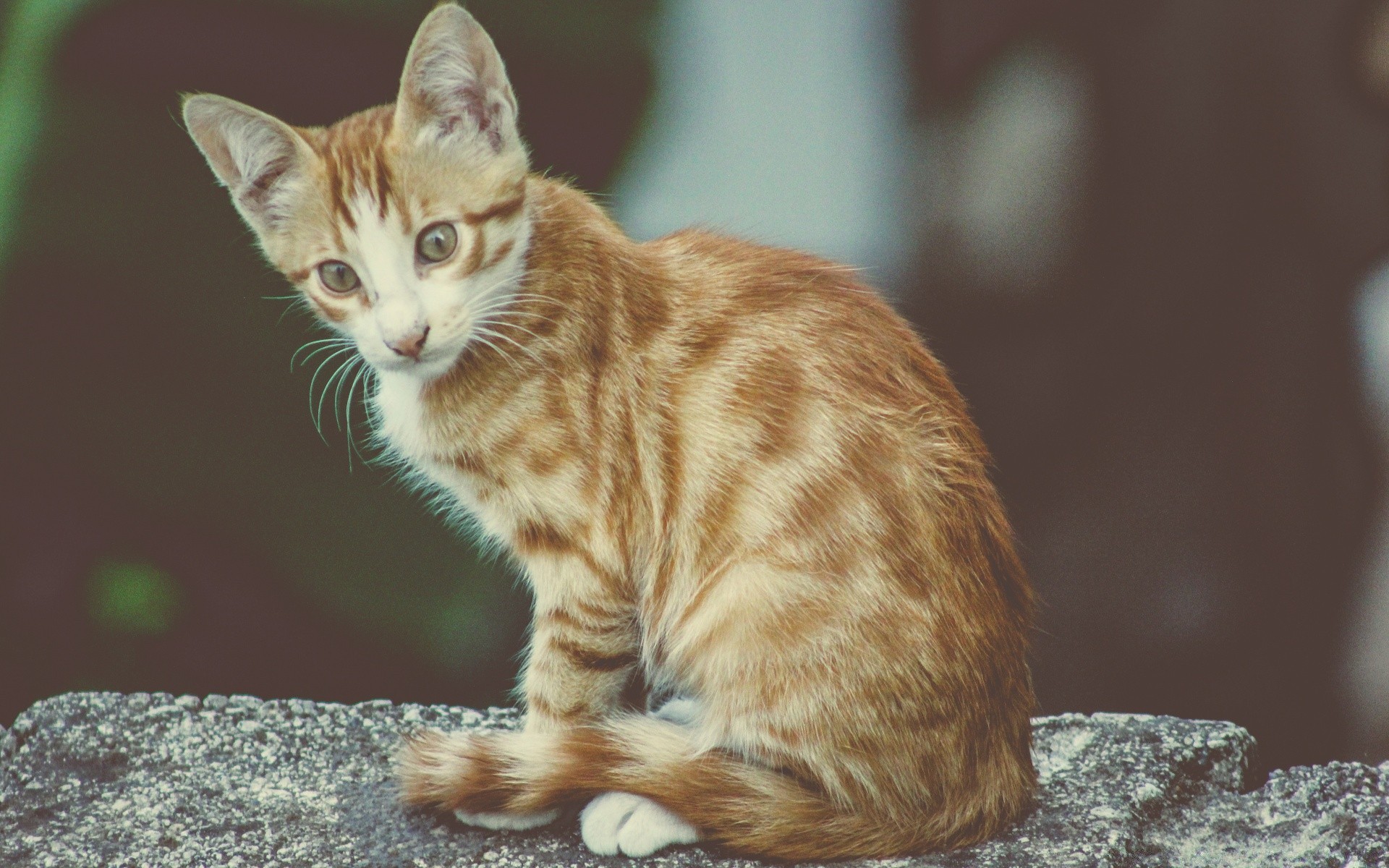 gatti carino animale gatto pelliccia occhio natura mammifero giovane piccolo animale domestico ritratto anteprima gattino striscia