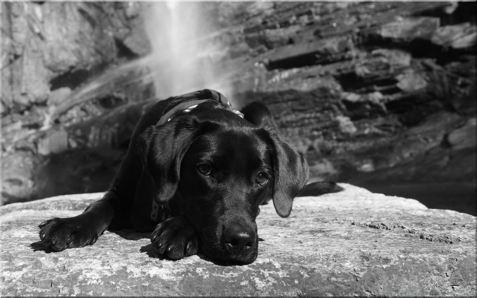 chien chien portrait monochrome mammifère unique nature animal cynologue à l extérieur animal de compagnie s asseoir mignon