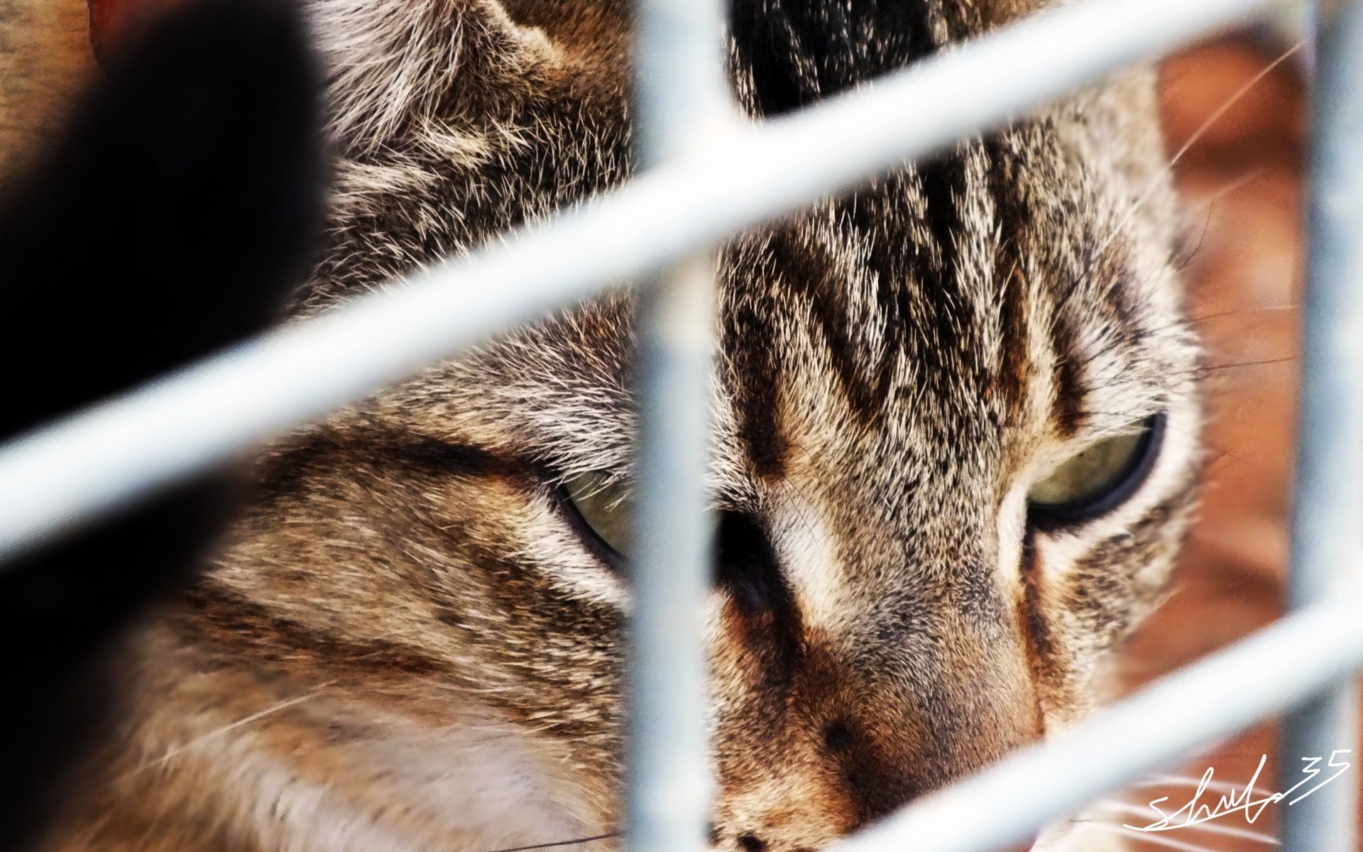 chats fourrure animal chat mammifère mignon cage la nature la faune oeil moelleux animal de compagnie vers le bas portrait peu aperçu sauvage cheveux bande adorable jeune