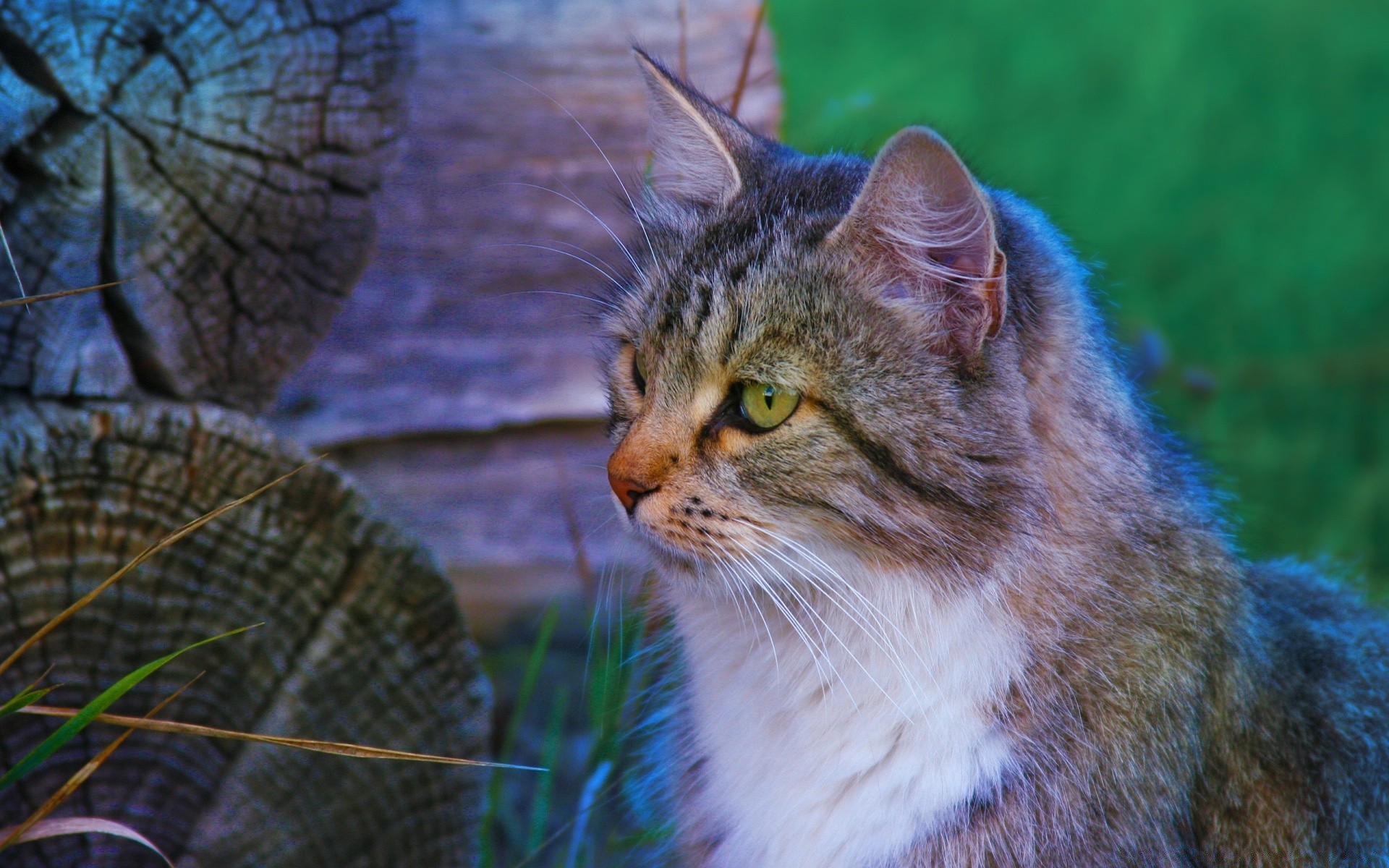 gatos natureza gato animal fofa mamífero ao ar livre retrato olho grama animal de estimação