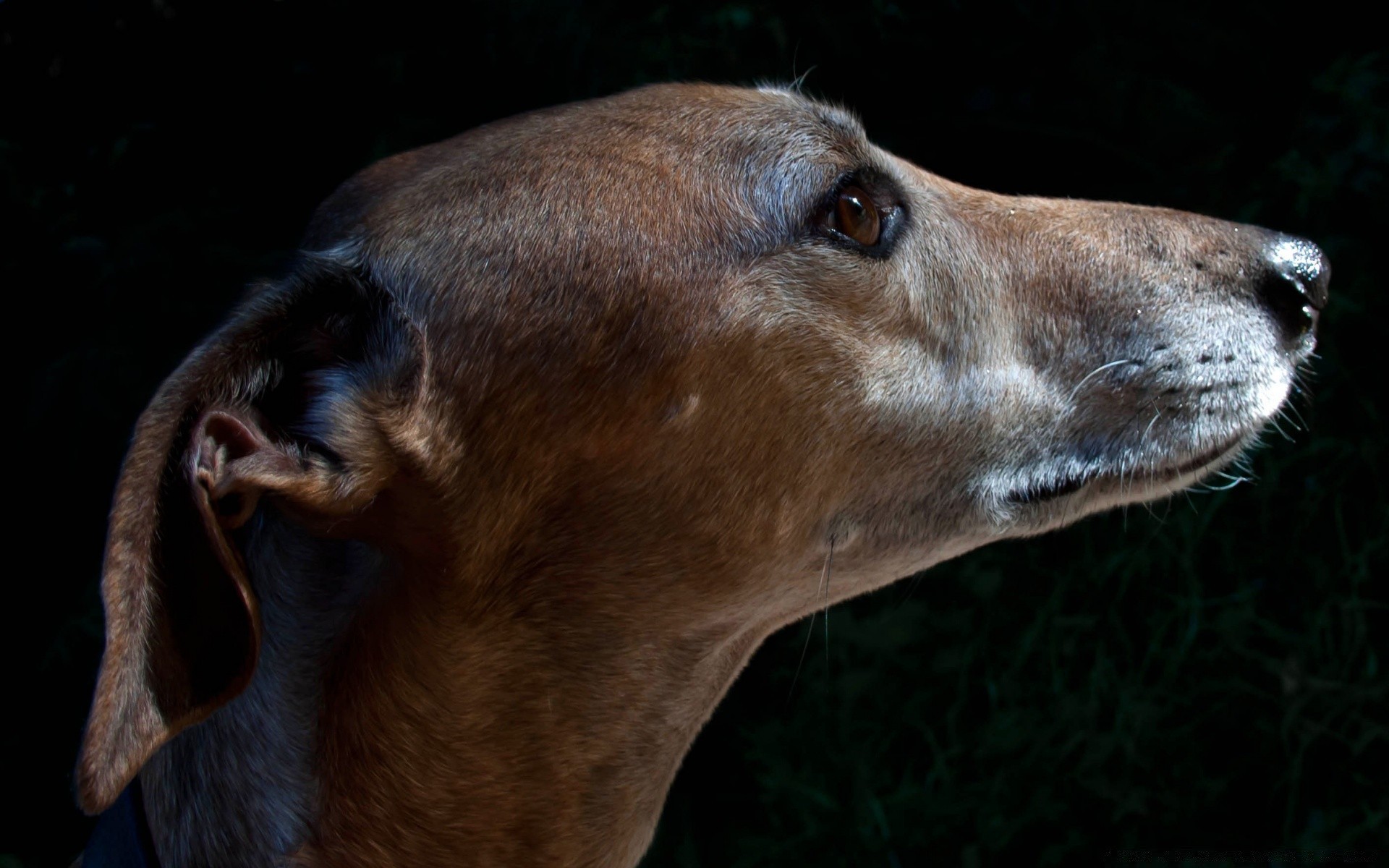 köpekler memeli hayvan doğa portre yaban hayatı hayvanat bahçesi kafa göz burun profil sevimli