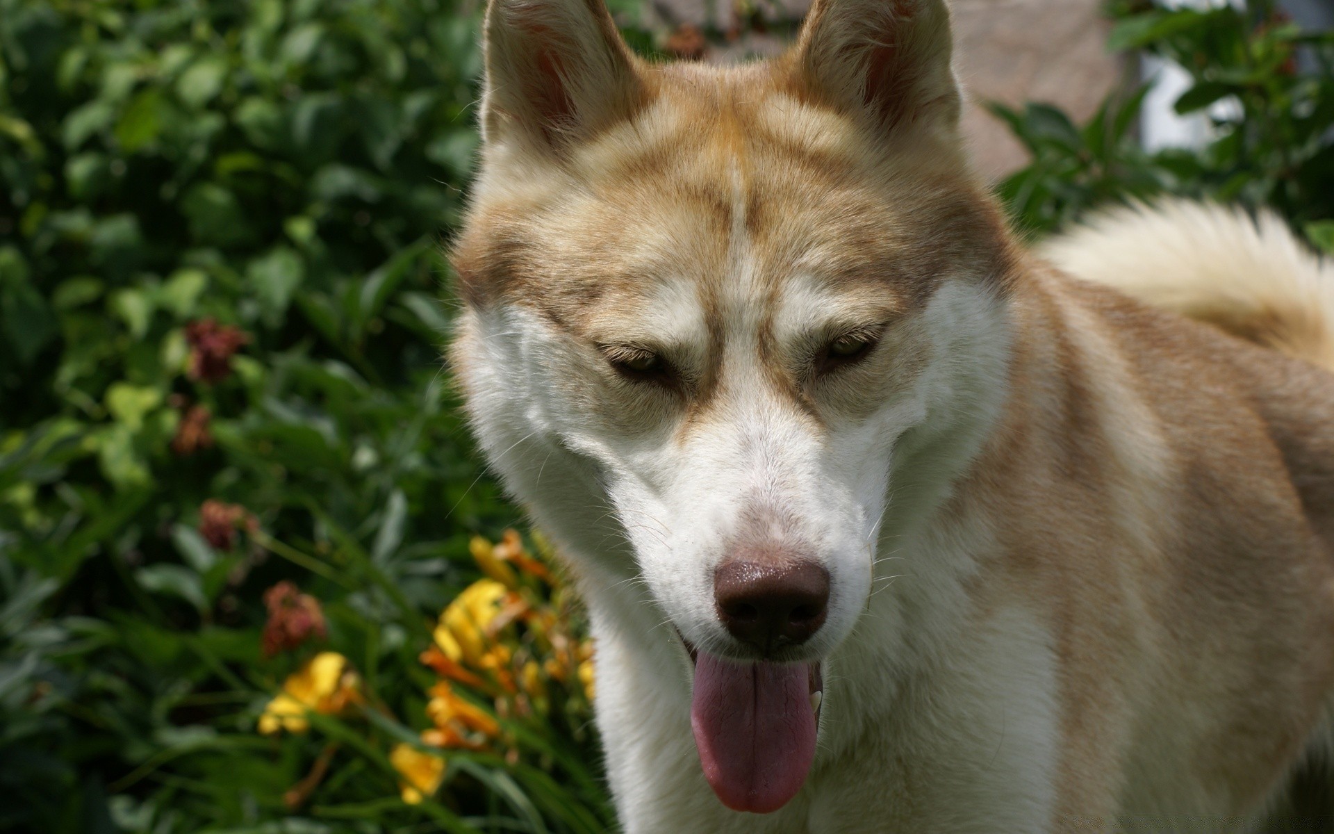 gatos mamífero lindo perro animal mascota perro naturaleza ver retrato pelaje al aire libre doméstico joven