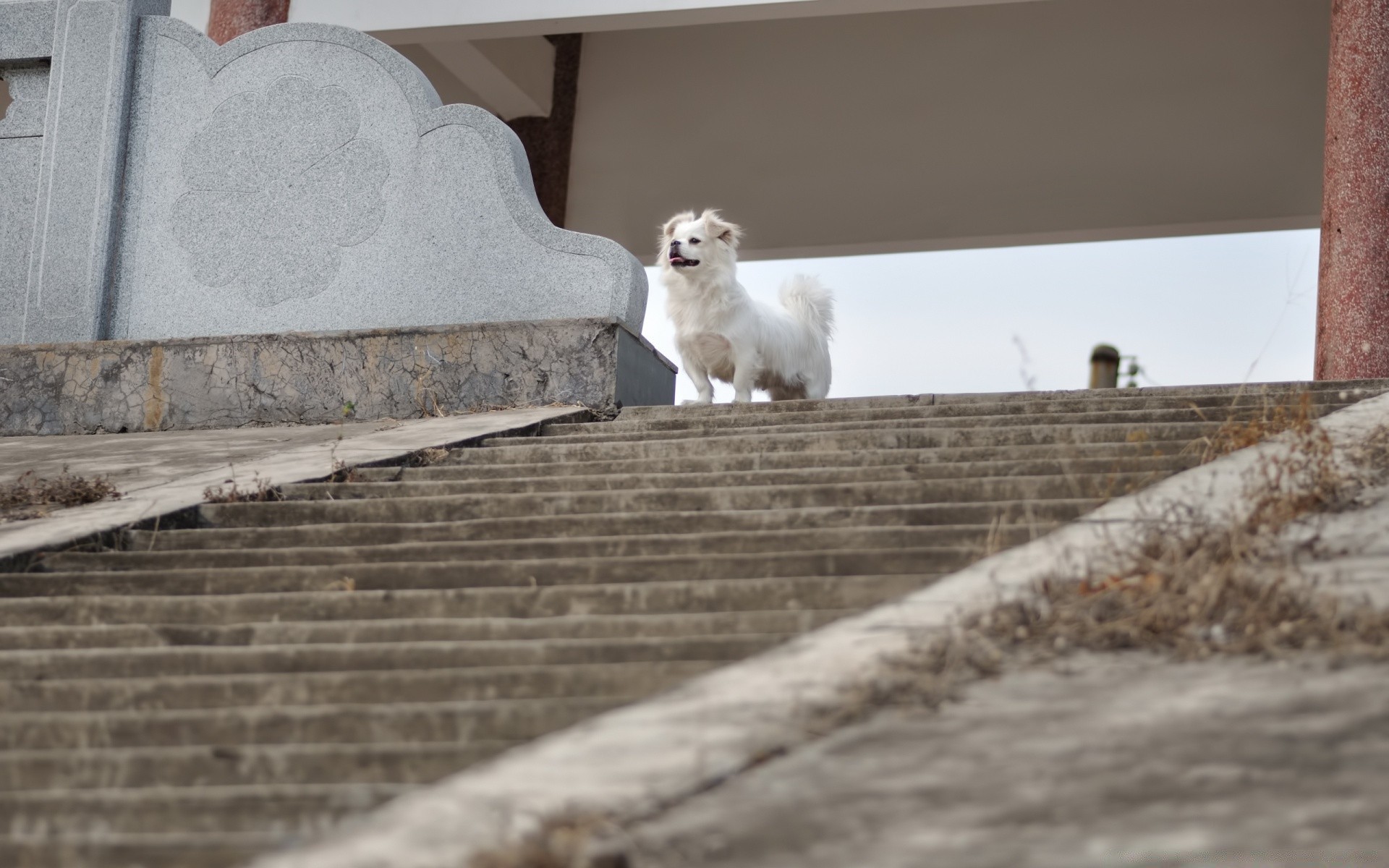 kediler memeli köpek bir açık havada portre