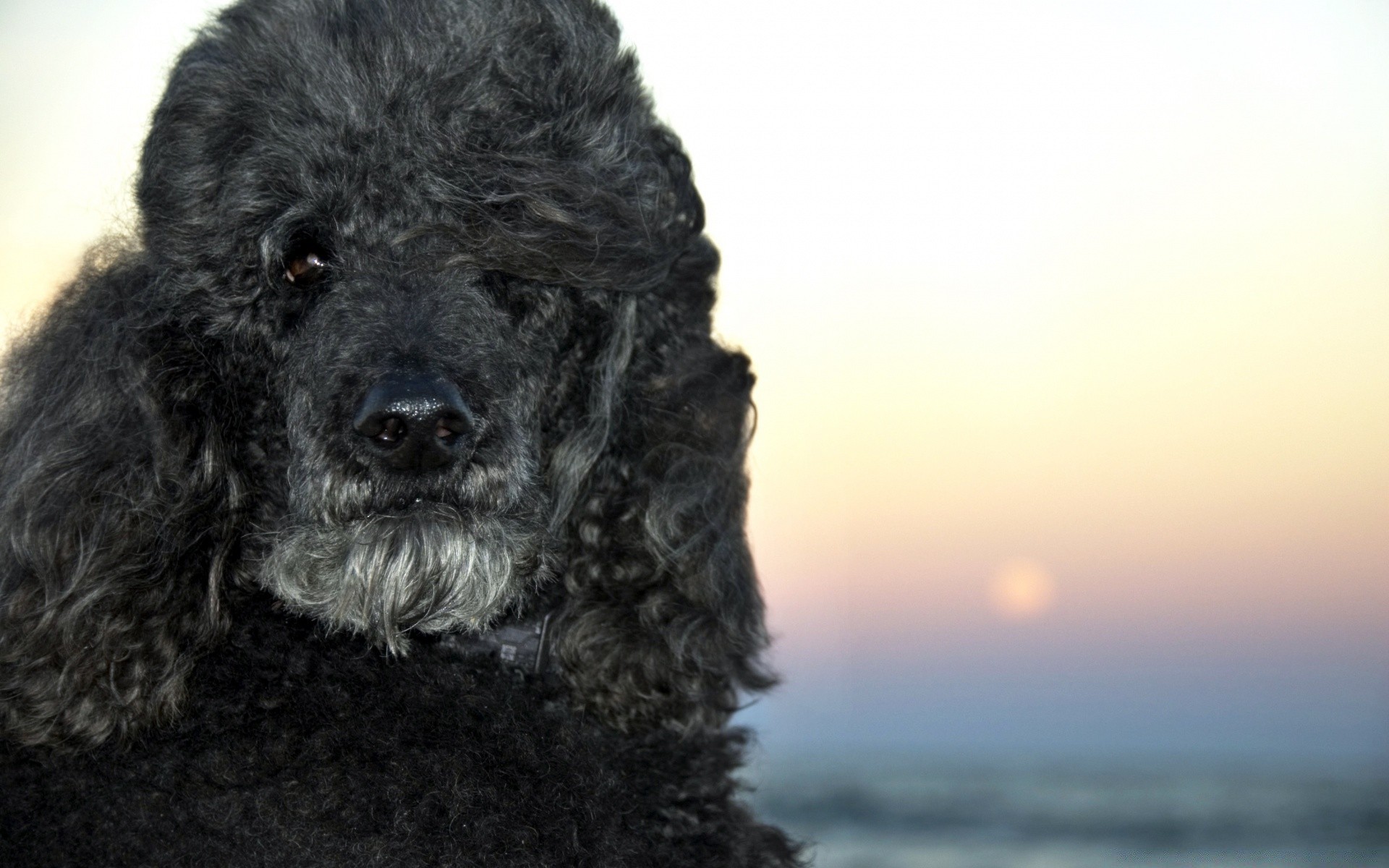 cães cão retrato mamífero fofa animal sozinho estúdio poodle ao ar livre