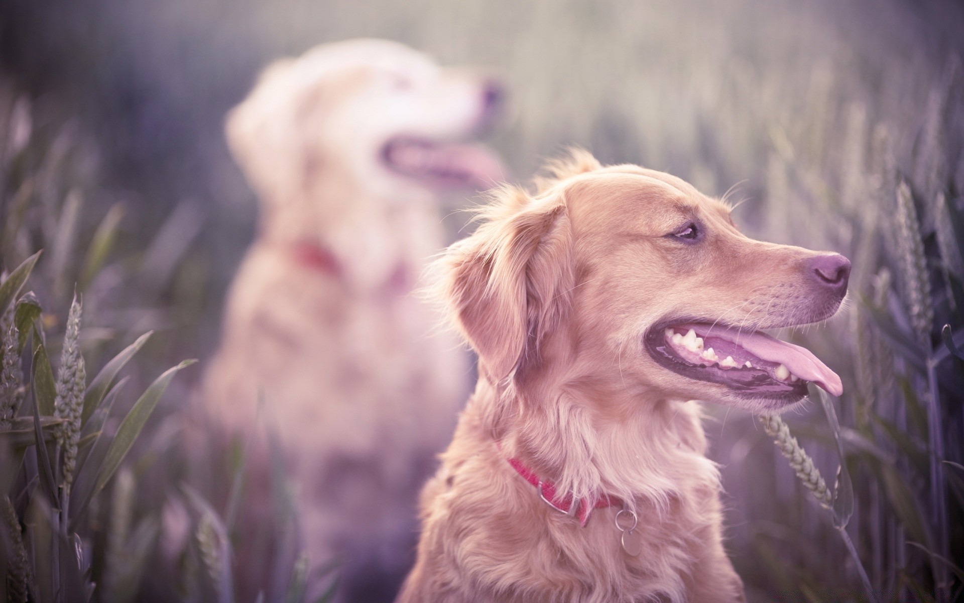 dogs dog nature animal portrait outdoors grass cute pet fur field summer