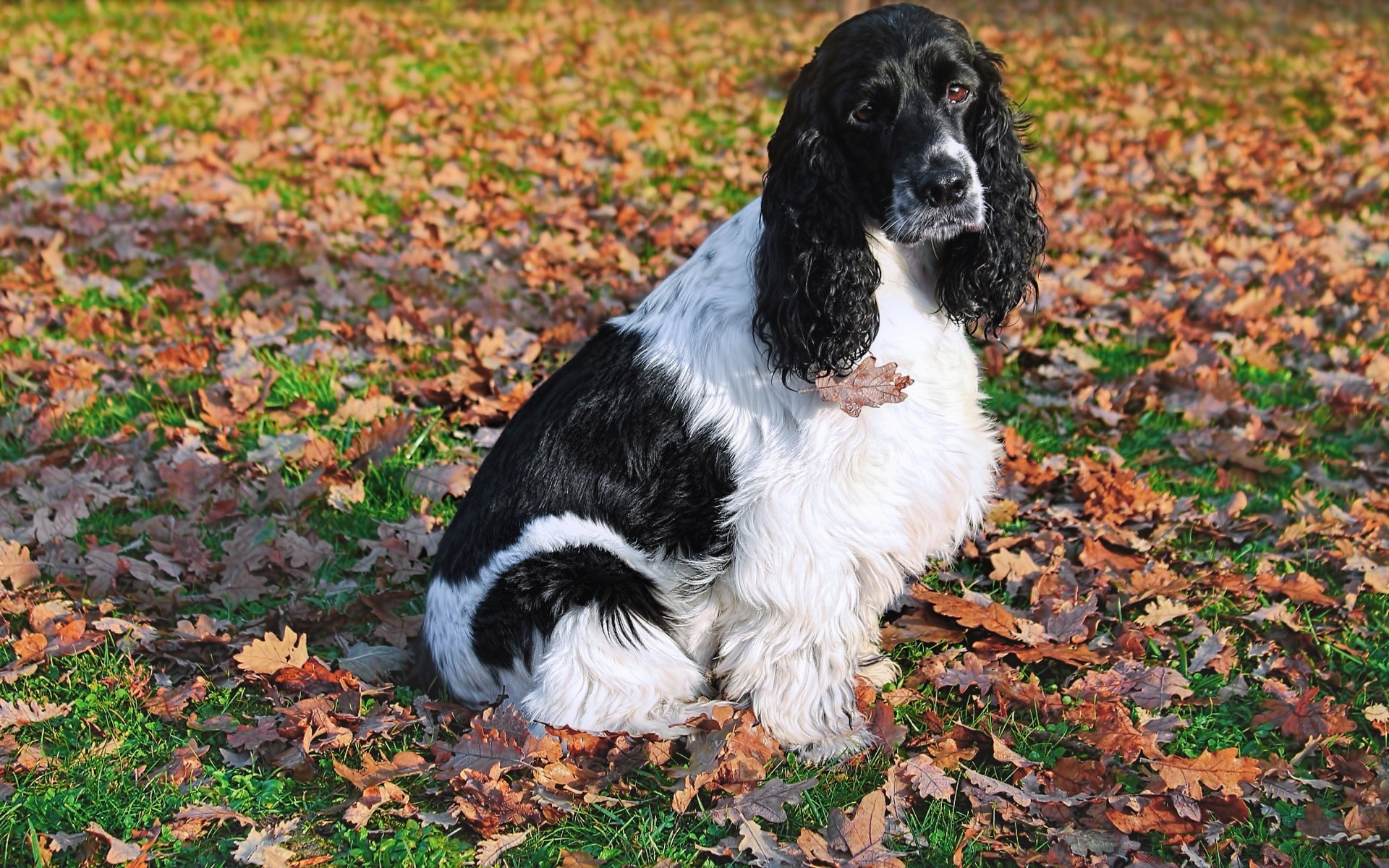 cães cão fofa animal de estimação mamífero cinegrafista animal retrato grama ao ar livre filhote de cachorro raça