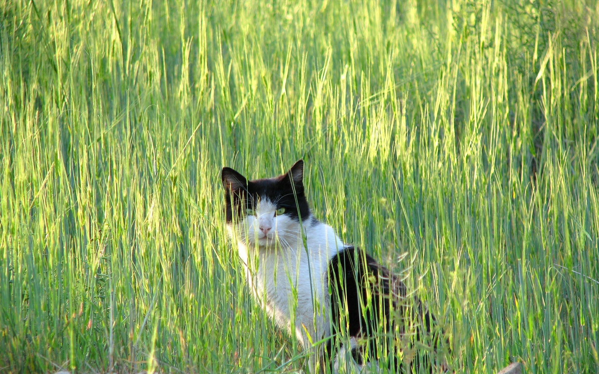 chats herbe champ nature en plein air foin rural été pâturage ferme animal