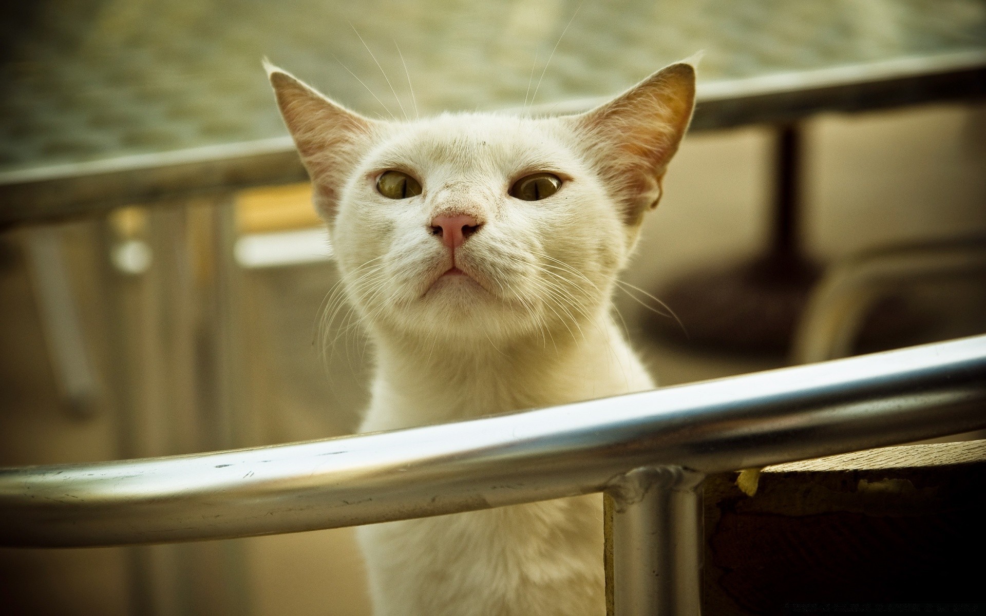 kediler kedi portre sevimli göz evde beslenen hayvan hayvan bir memeli yavru kedi genç yerli kürk kapalı komik tarama