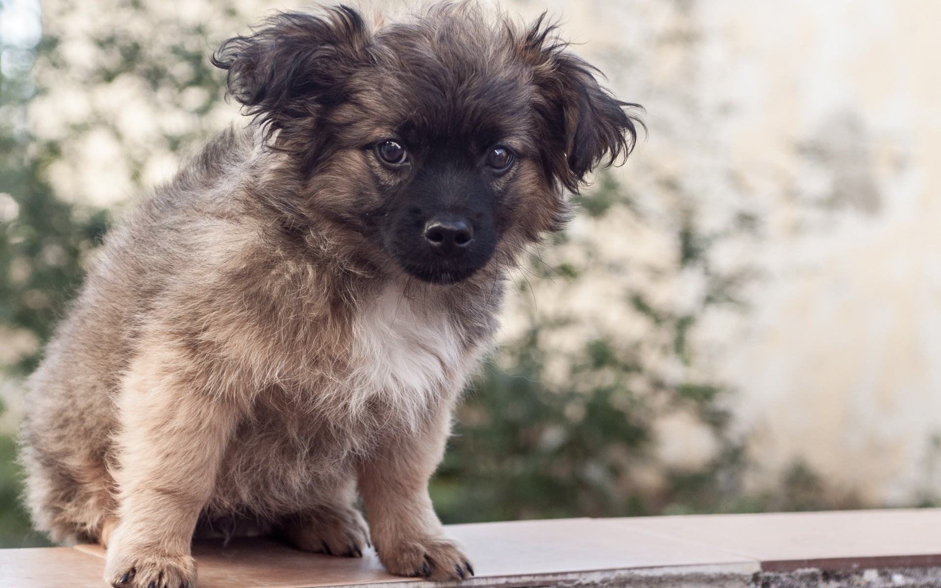 hund hund hundebesitzer haustier säugetier niedlich welpe porträt tier anzeigen sitzen inländische wenig ein fell