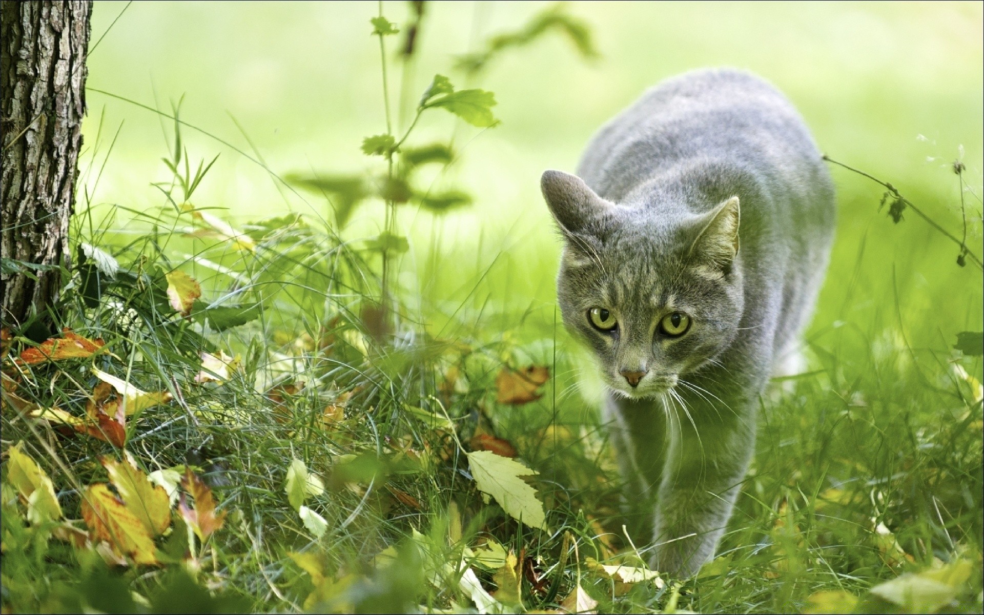 chats nature herbe été à l extérieur petit jardin champ animal flore