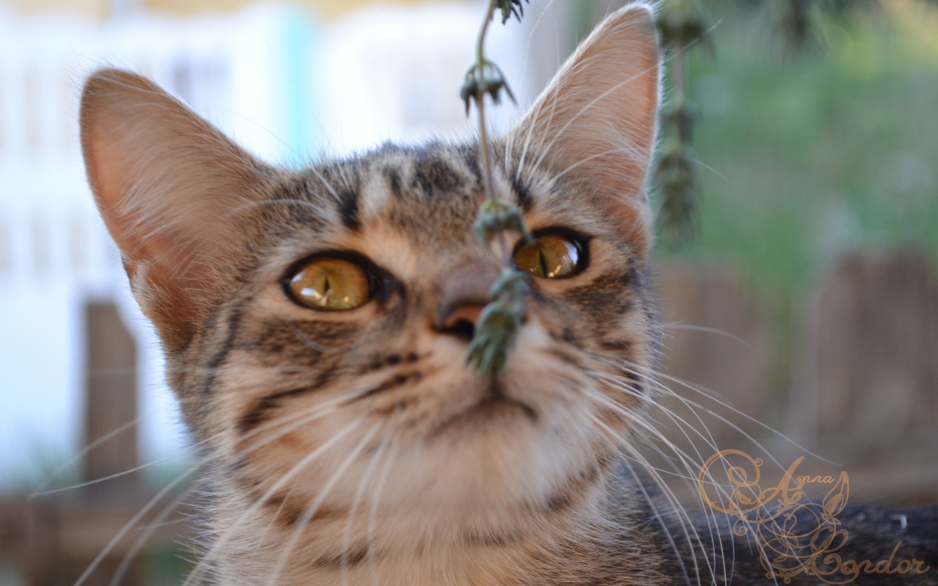 gatti gatto animale carino pelliccia ritratto occhio animale domestico gattino mammifero natura giovane domestico piccolo baffi anteprima adorabile testa