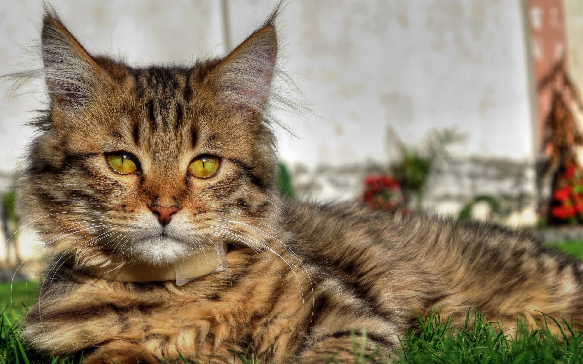 gatos gato fofa pele animal animal de estimação doméstico mamífero gatinho jovem tabby retrato bigode fofo natureza pequeno adorável olho visualização para baixo cabelo