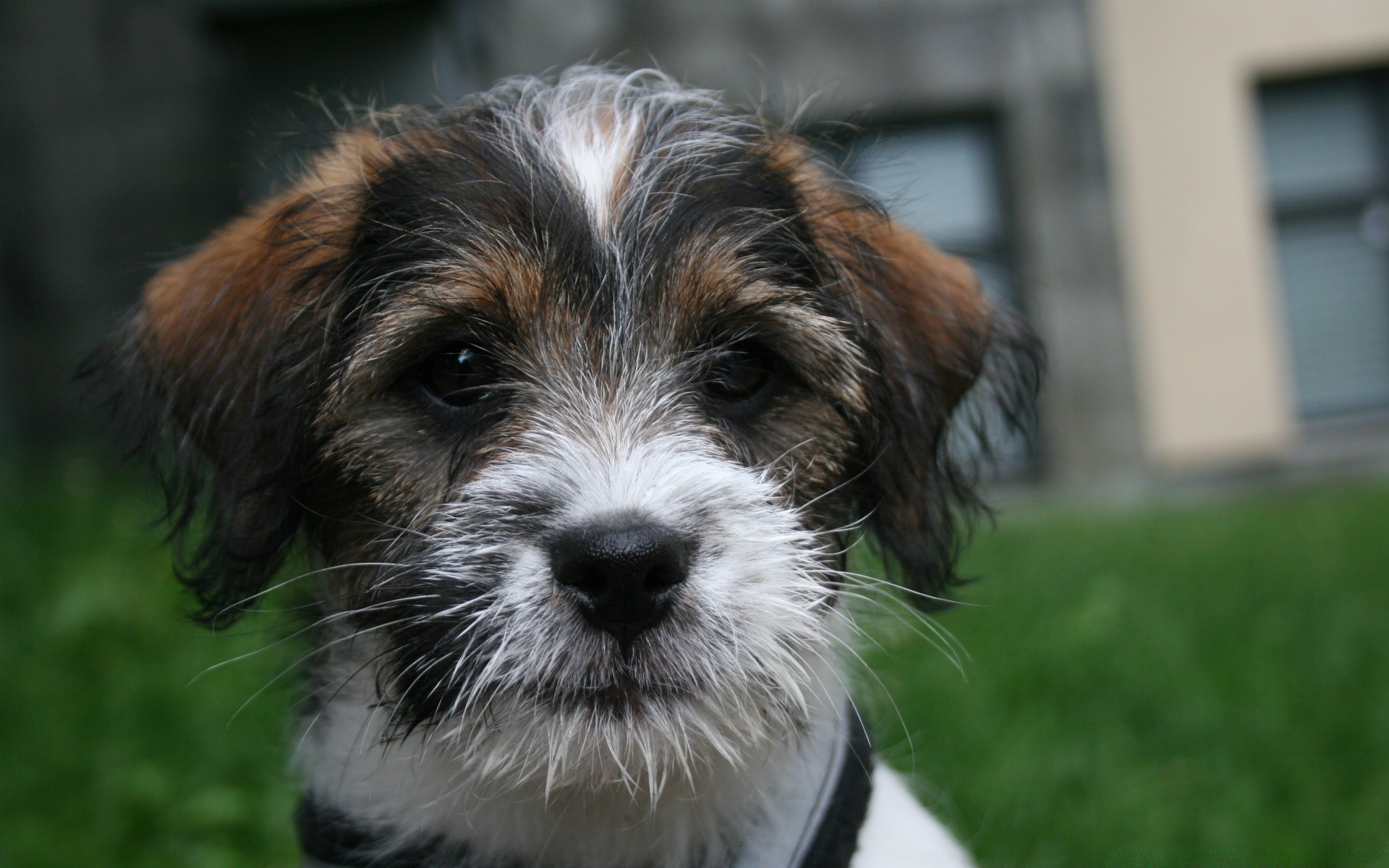 chien chien pet animal cynologue mammifère mignon chiot portrait terrier peu fourrure adorable herbe race jeune aperçu domestique pur-sang s asseoir