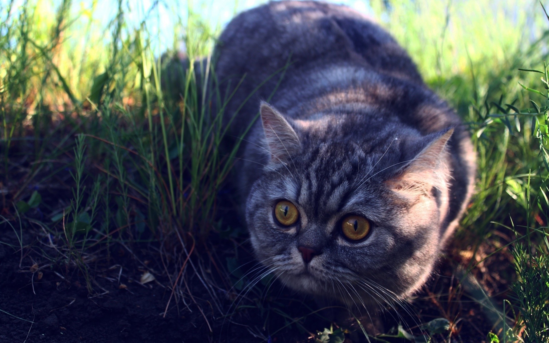 gatos naturaleza animal gato lindo mascota retrato mamífero hierba al aire libre joven pelaje doméstico