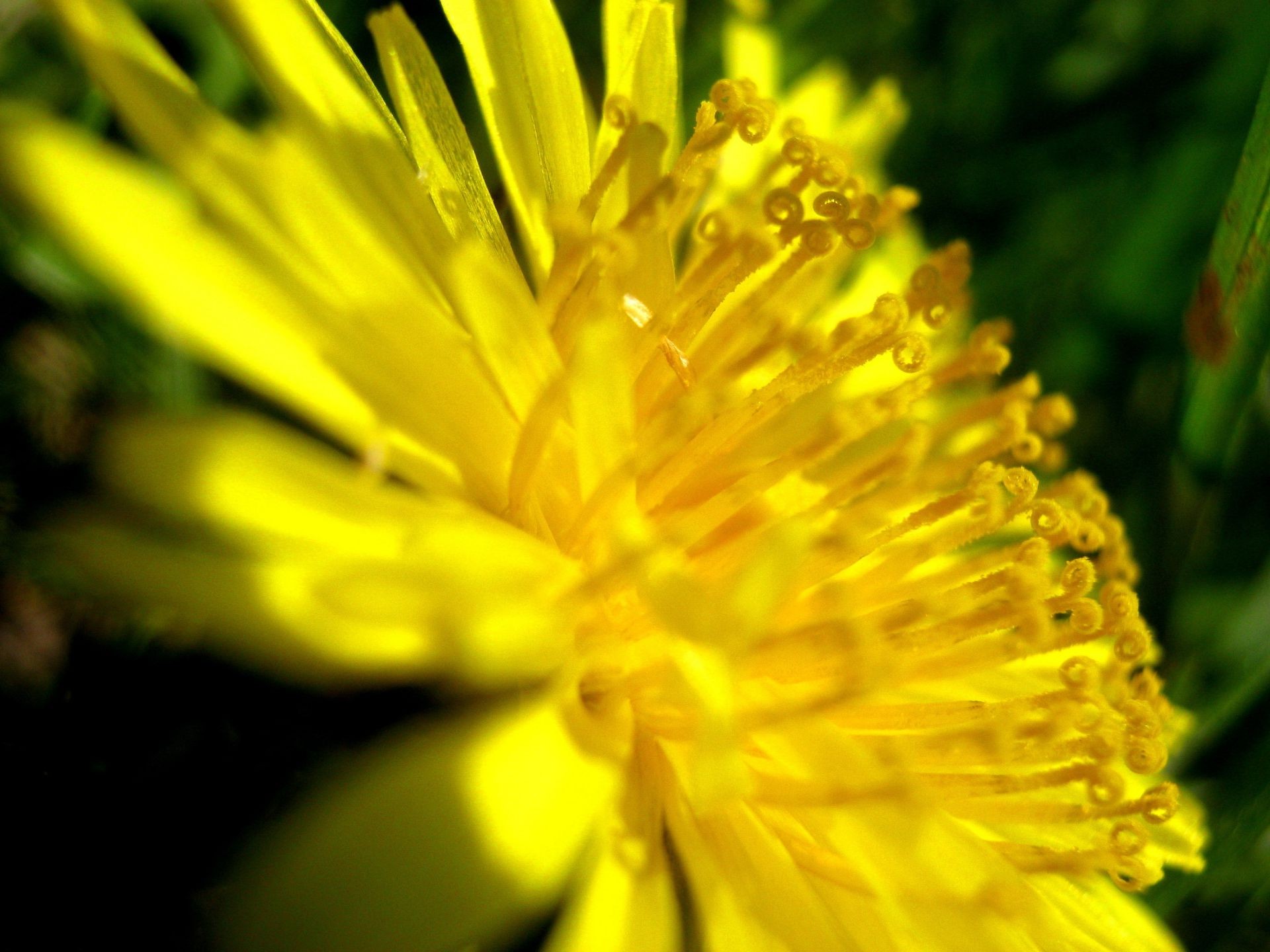 flowers flower nature flora summer garden petal blooming dandelion leaf color pollen floral environment blur grass hayfield outdoors