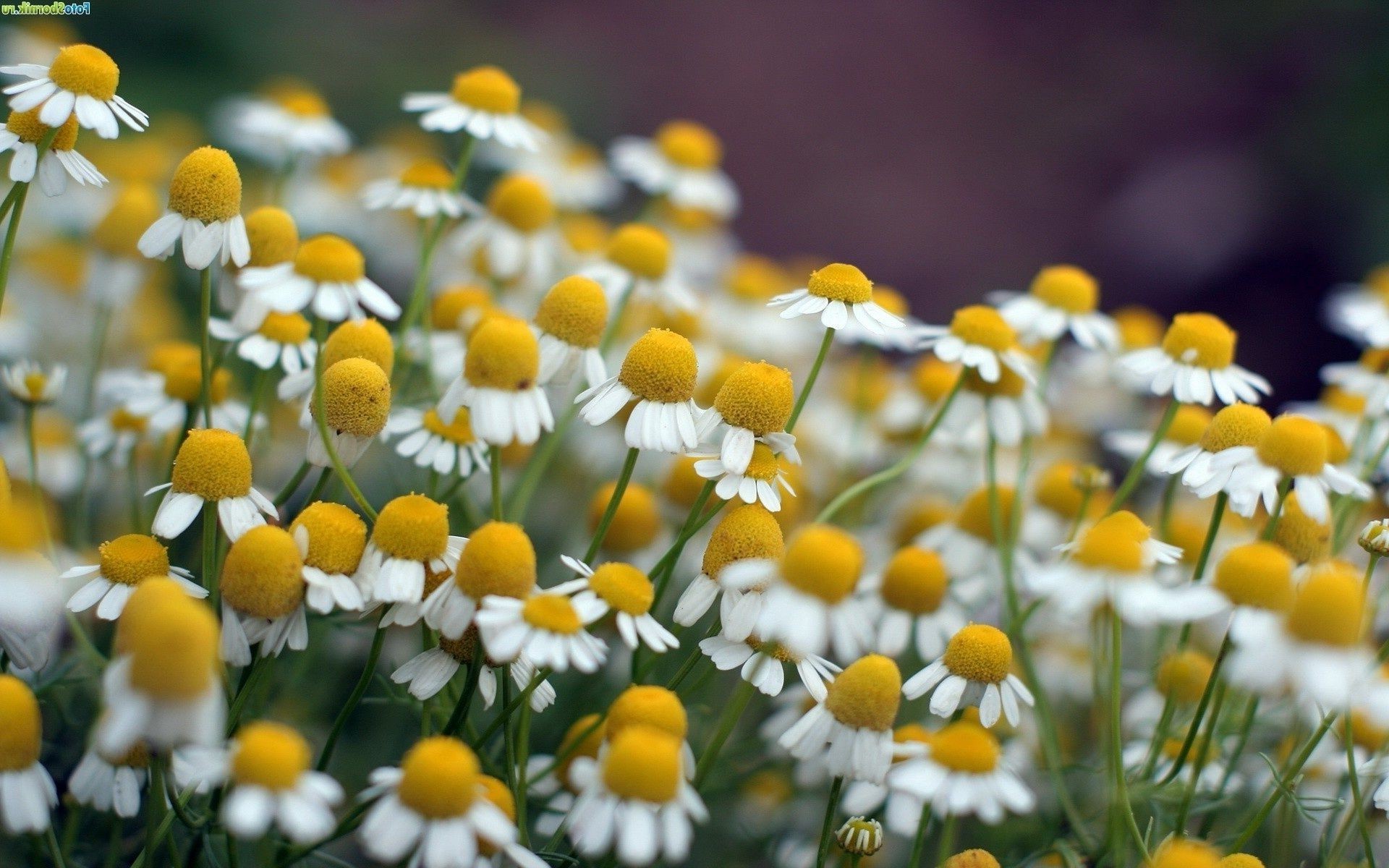 blumen natur blume flora sommer feld blatt gras heuhaufen hell blühen garten gänseblümchen farbe blumen jahreszeit gutes wetter blütenblatt im freien ländlichen