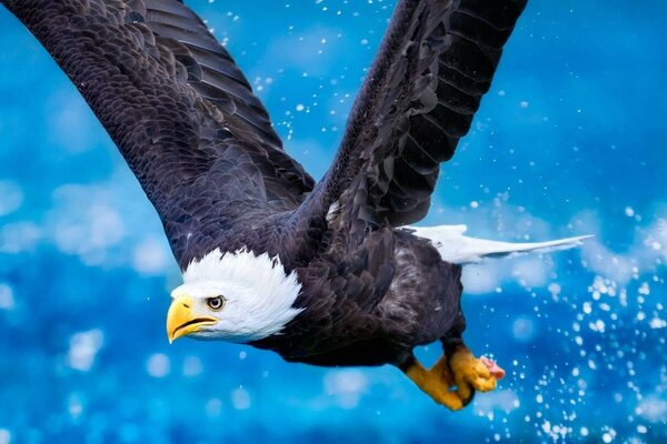 Wildtiere. Vogel über dem Wasser